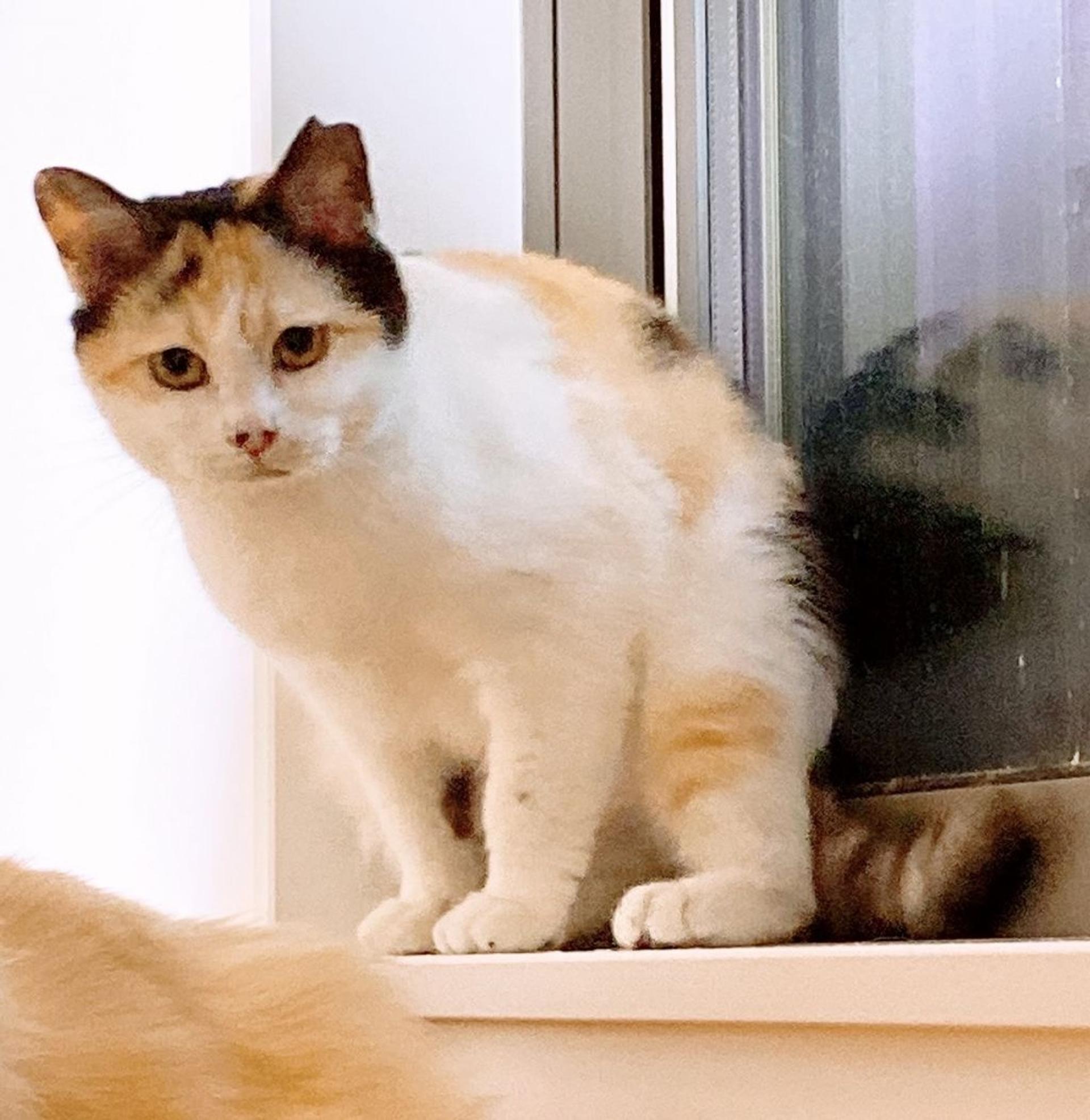 pet-image-5