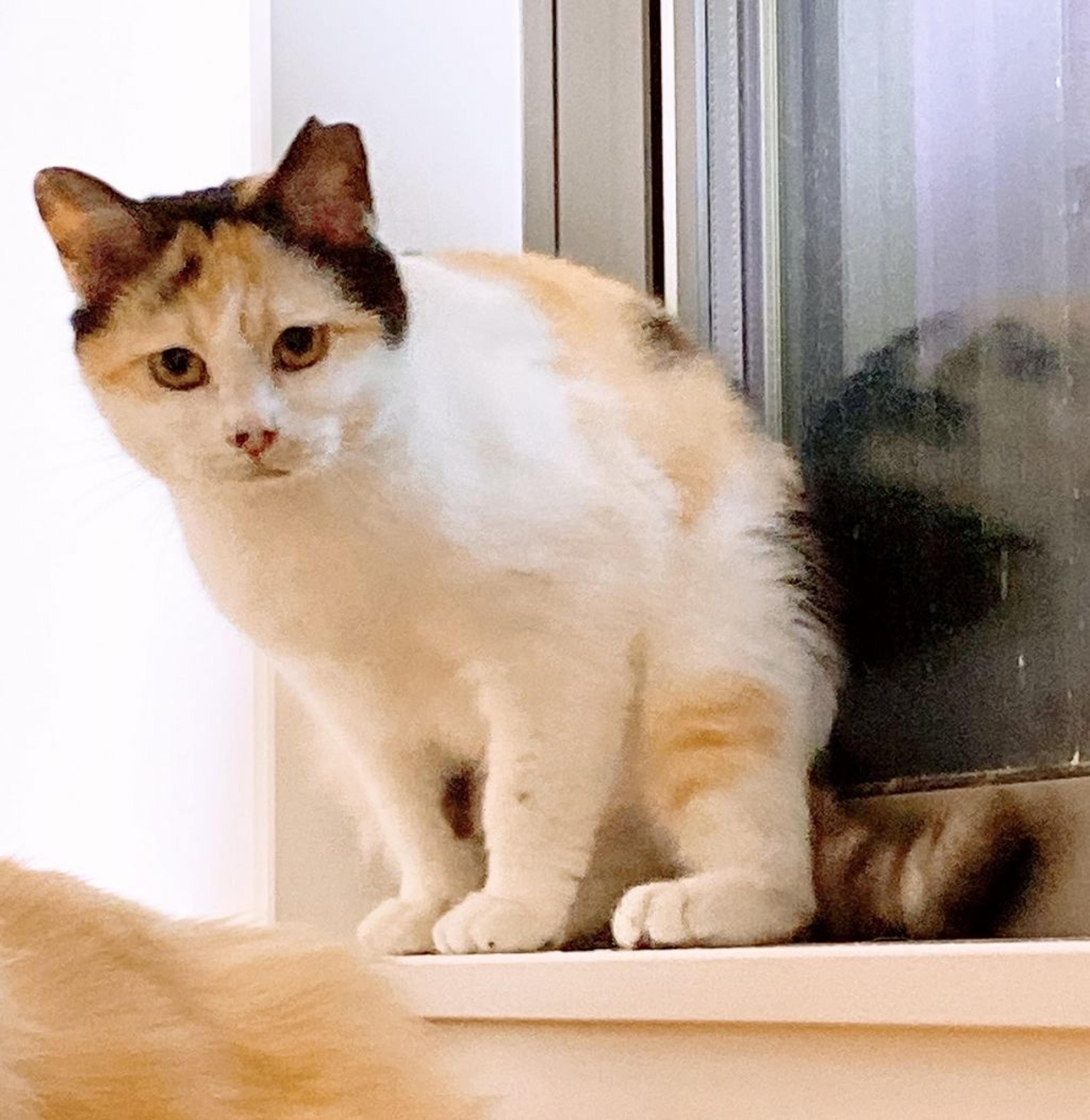 pet-image-5