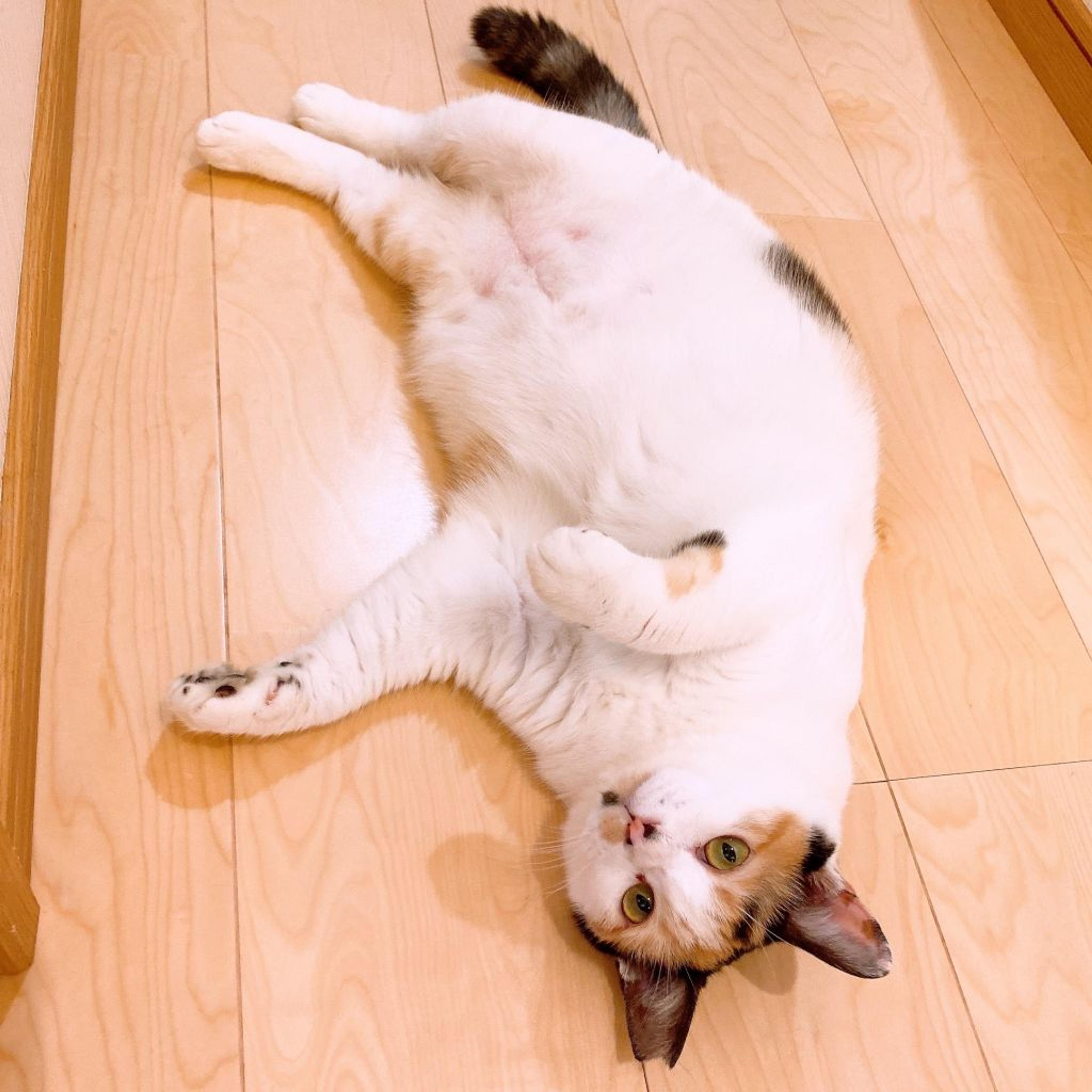 pet-image-6