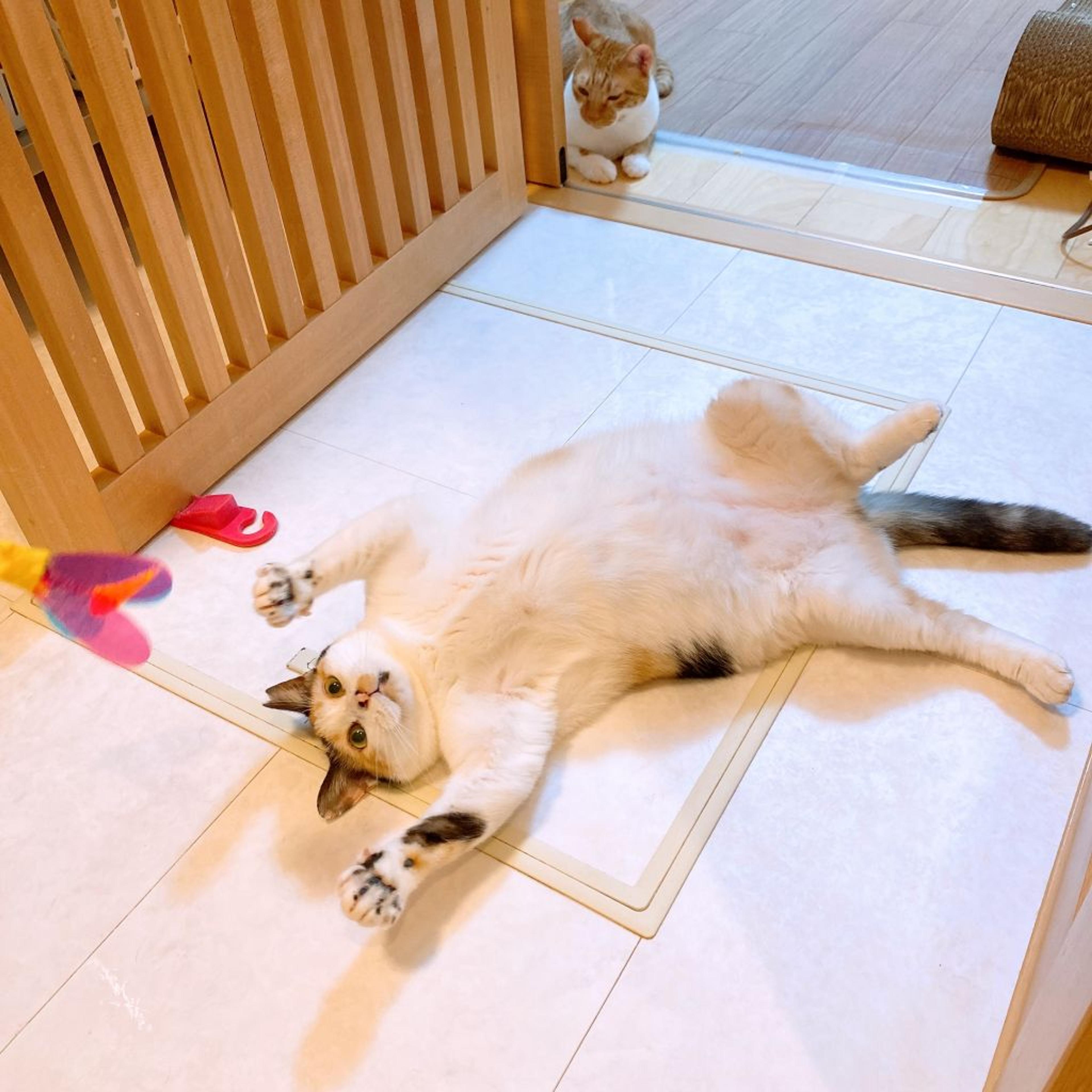pet-image-7