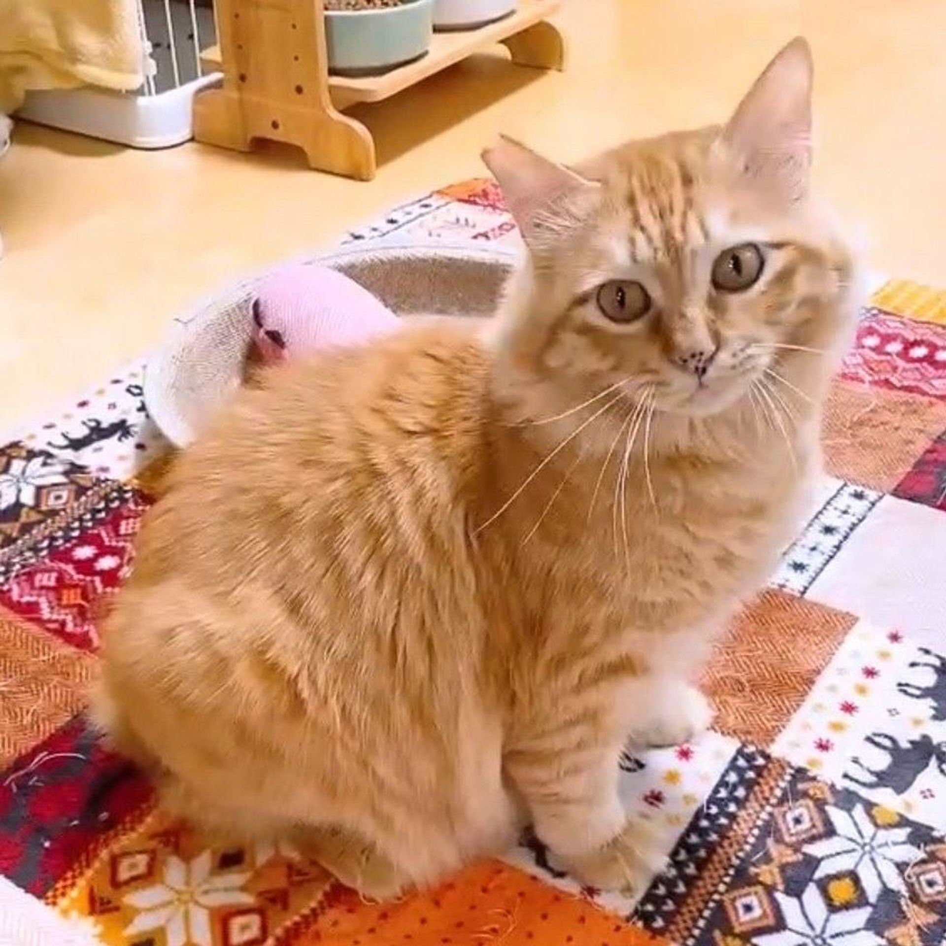 雑種（ミックス猫）・オスの里親募集の写真