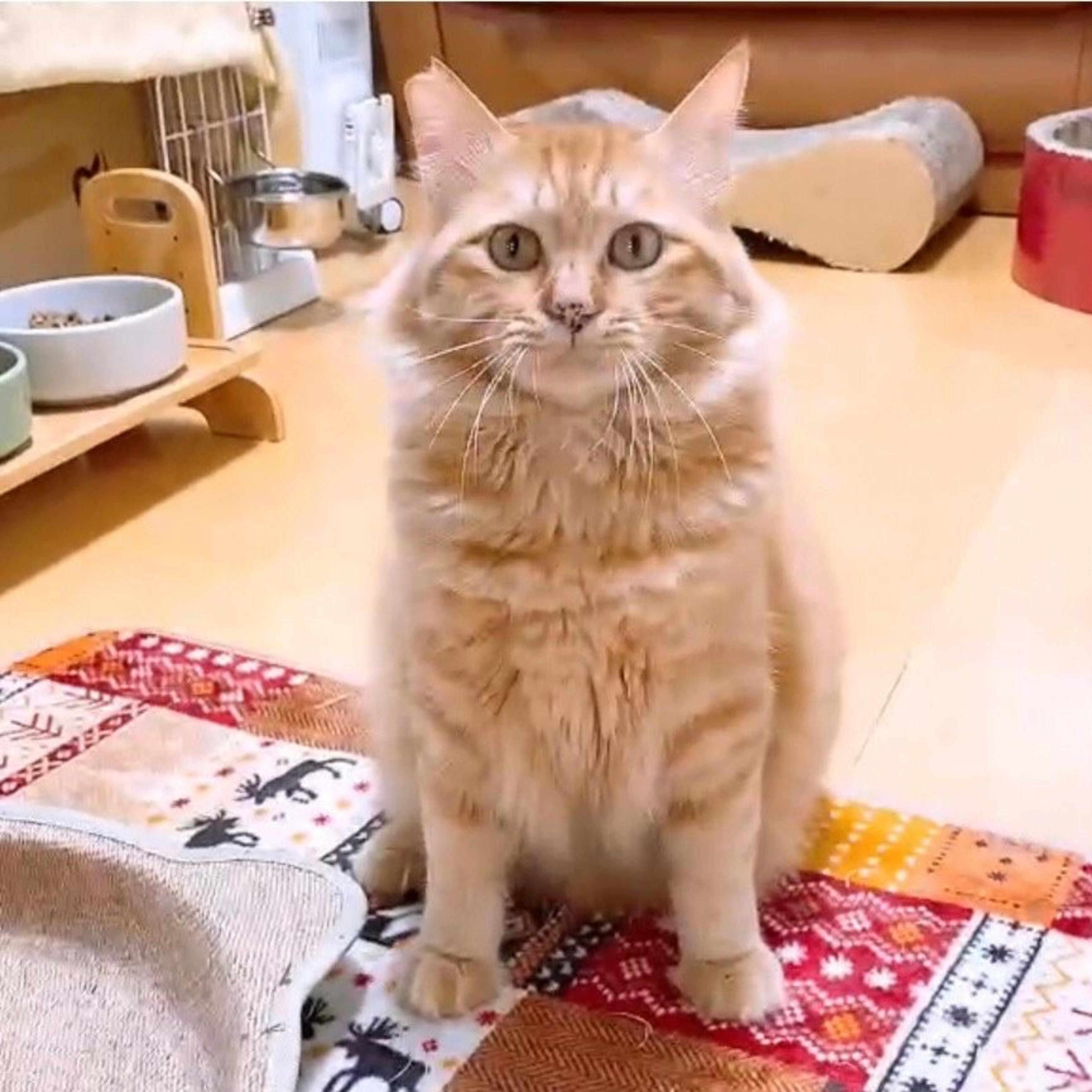 pet-image-6