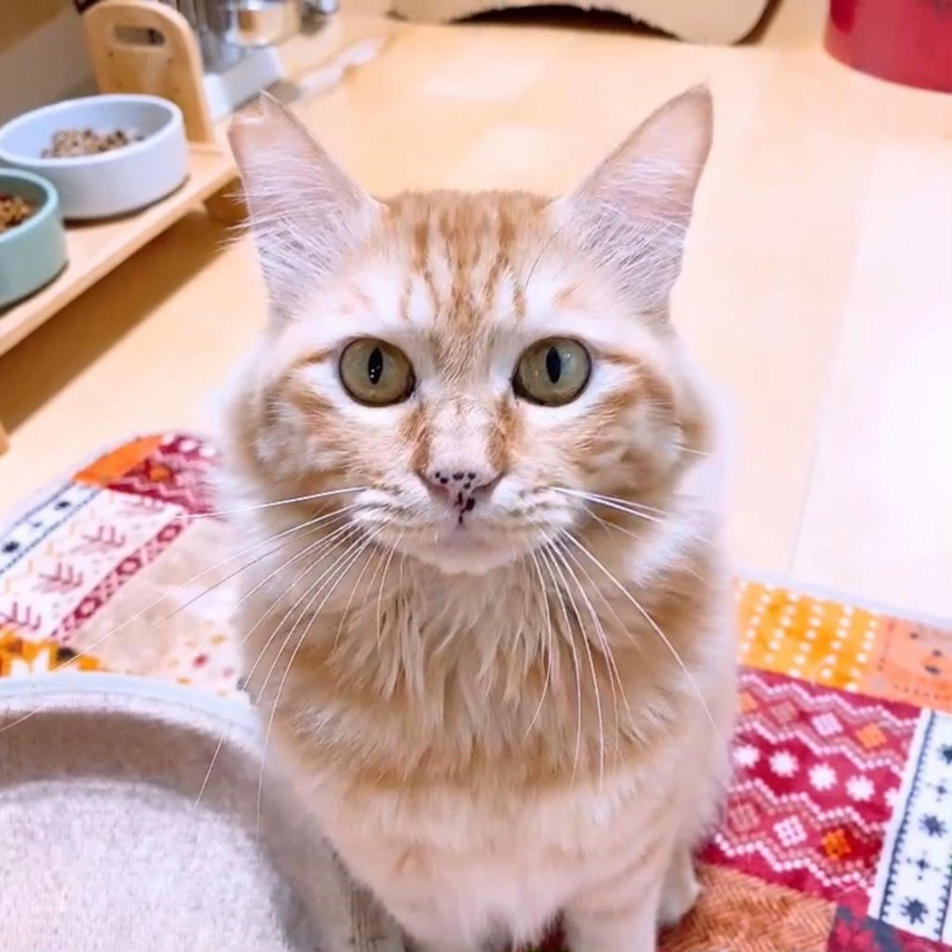 pet-image-7