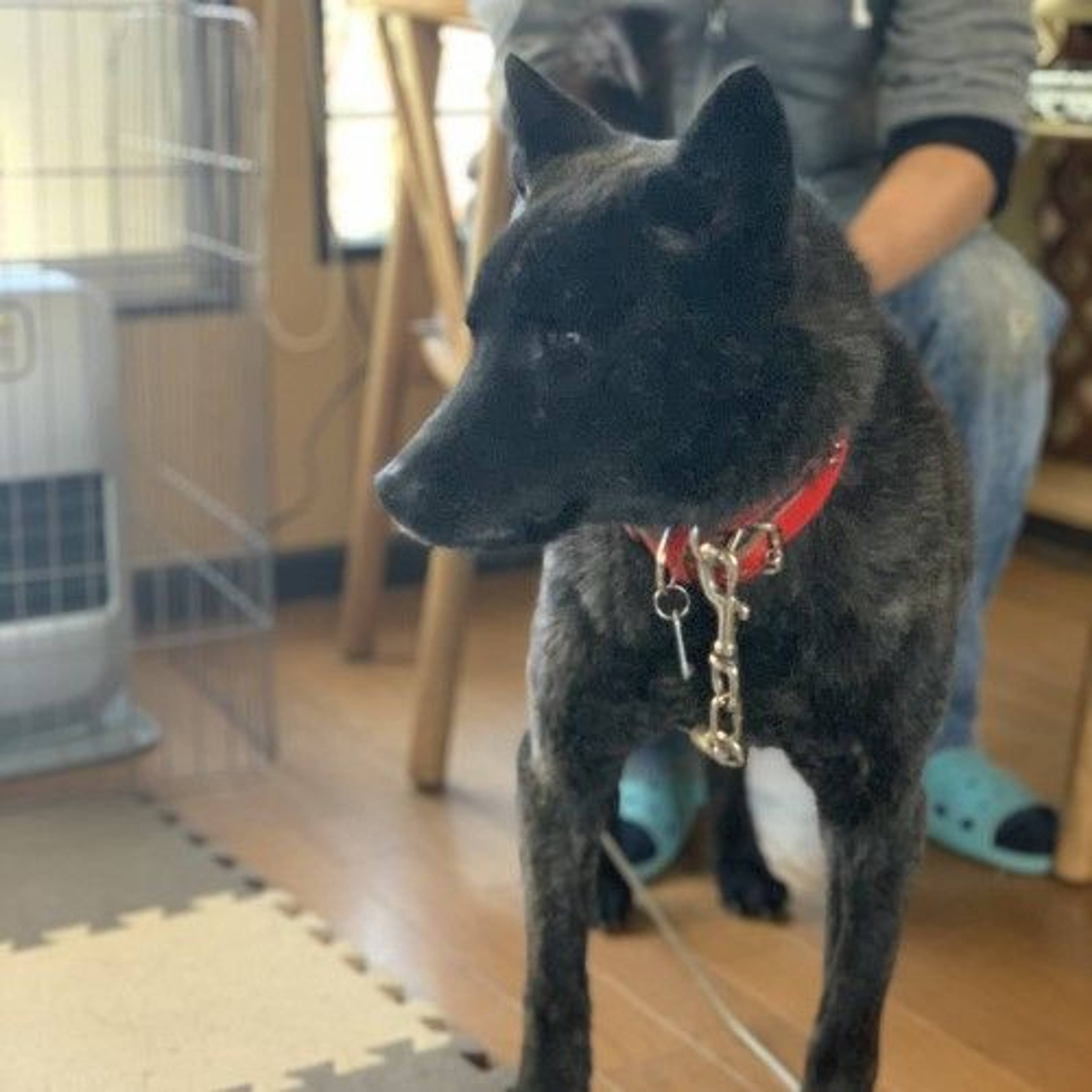 甲斐犬・メスの里親募集の写真