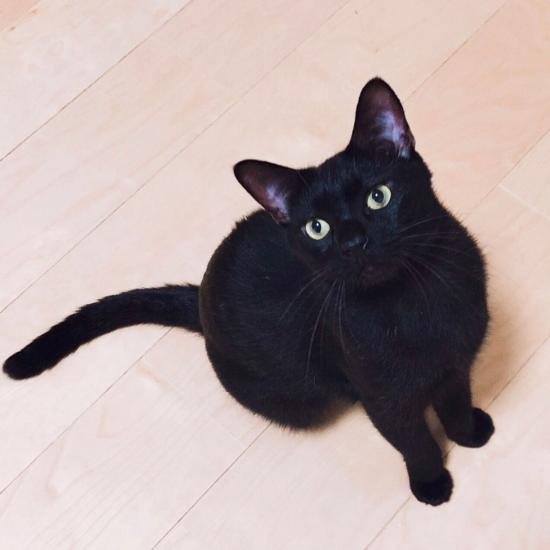 雑種（ミックス猫）・オスの里親募集の写真
