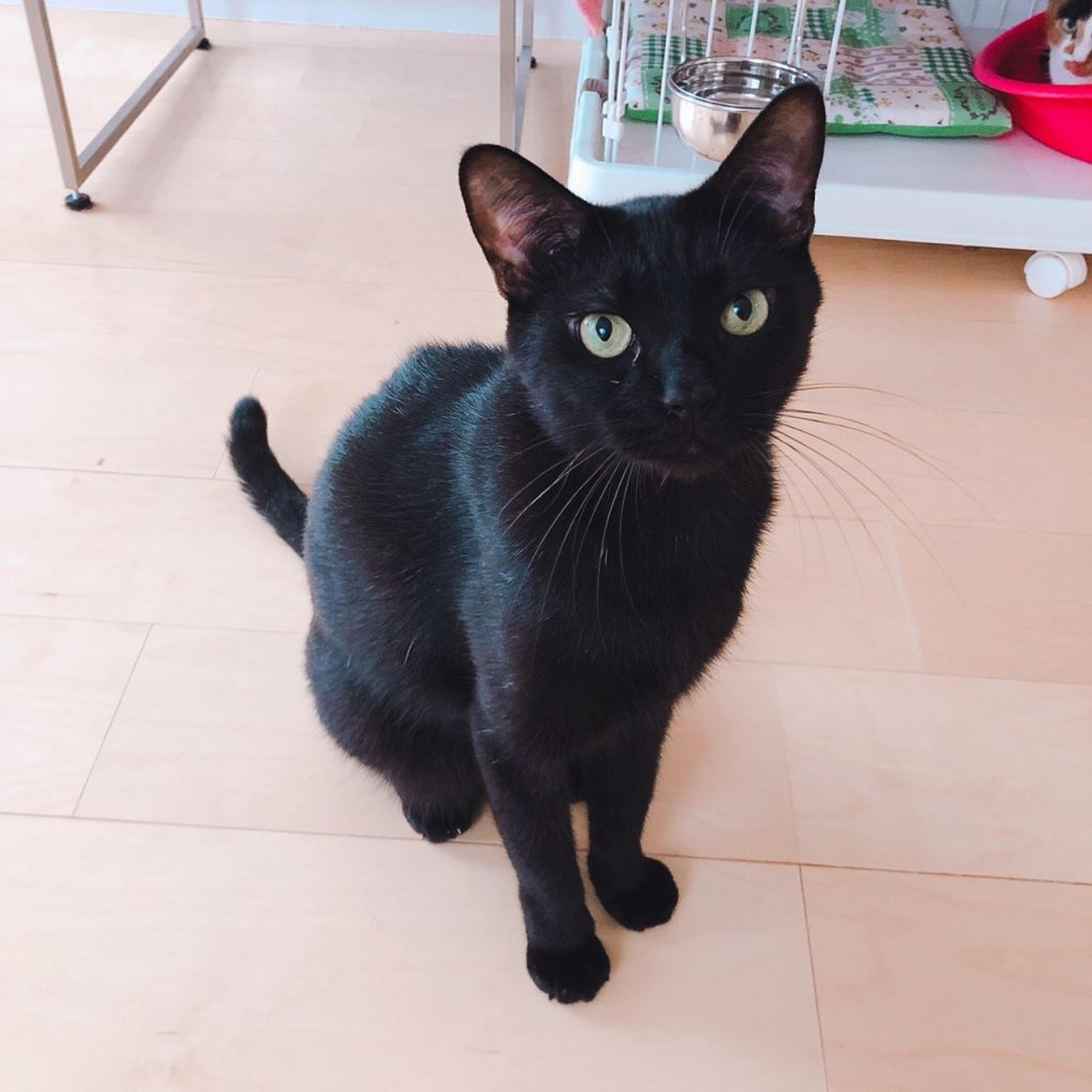 pet-image-2