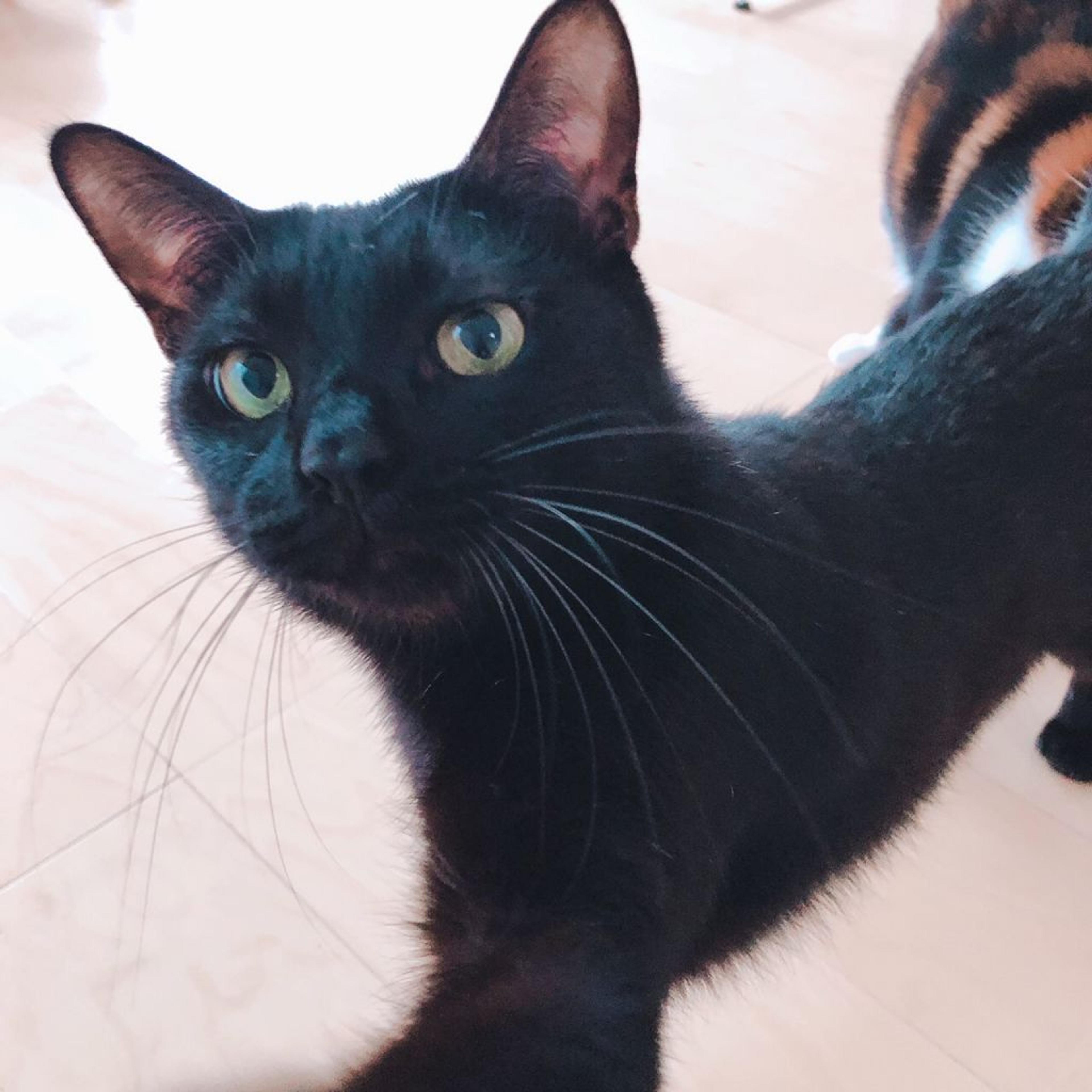 pet-image-3