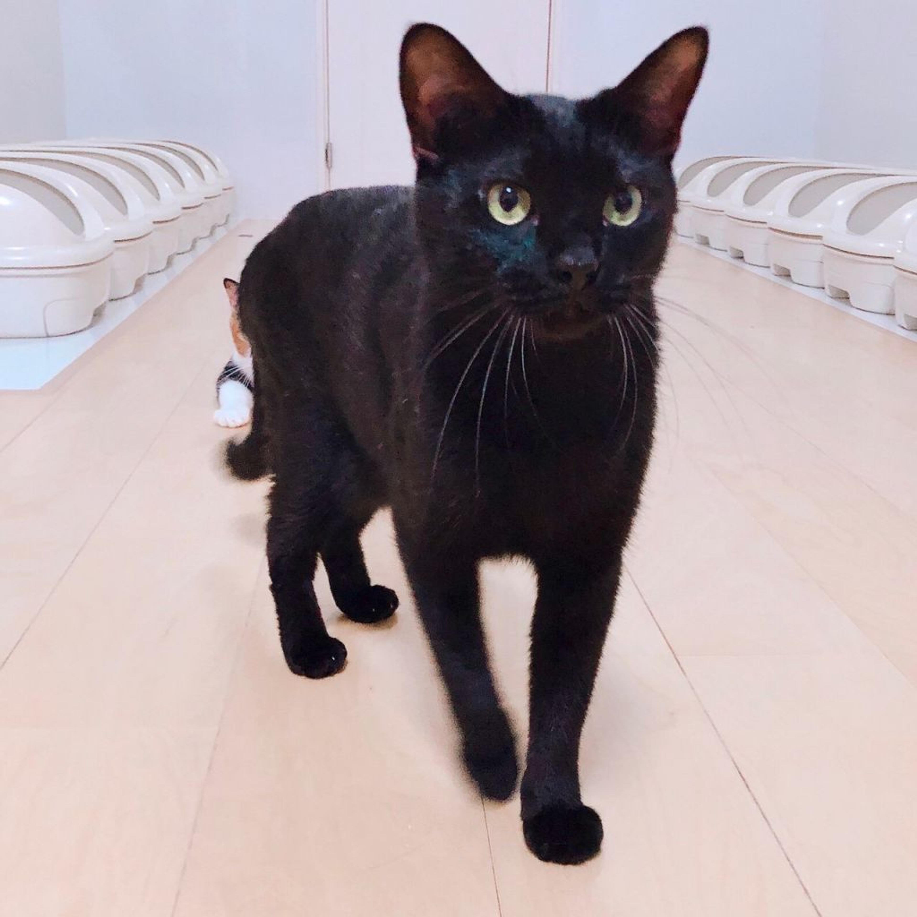 pet-image-4