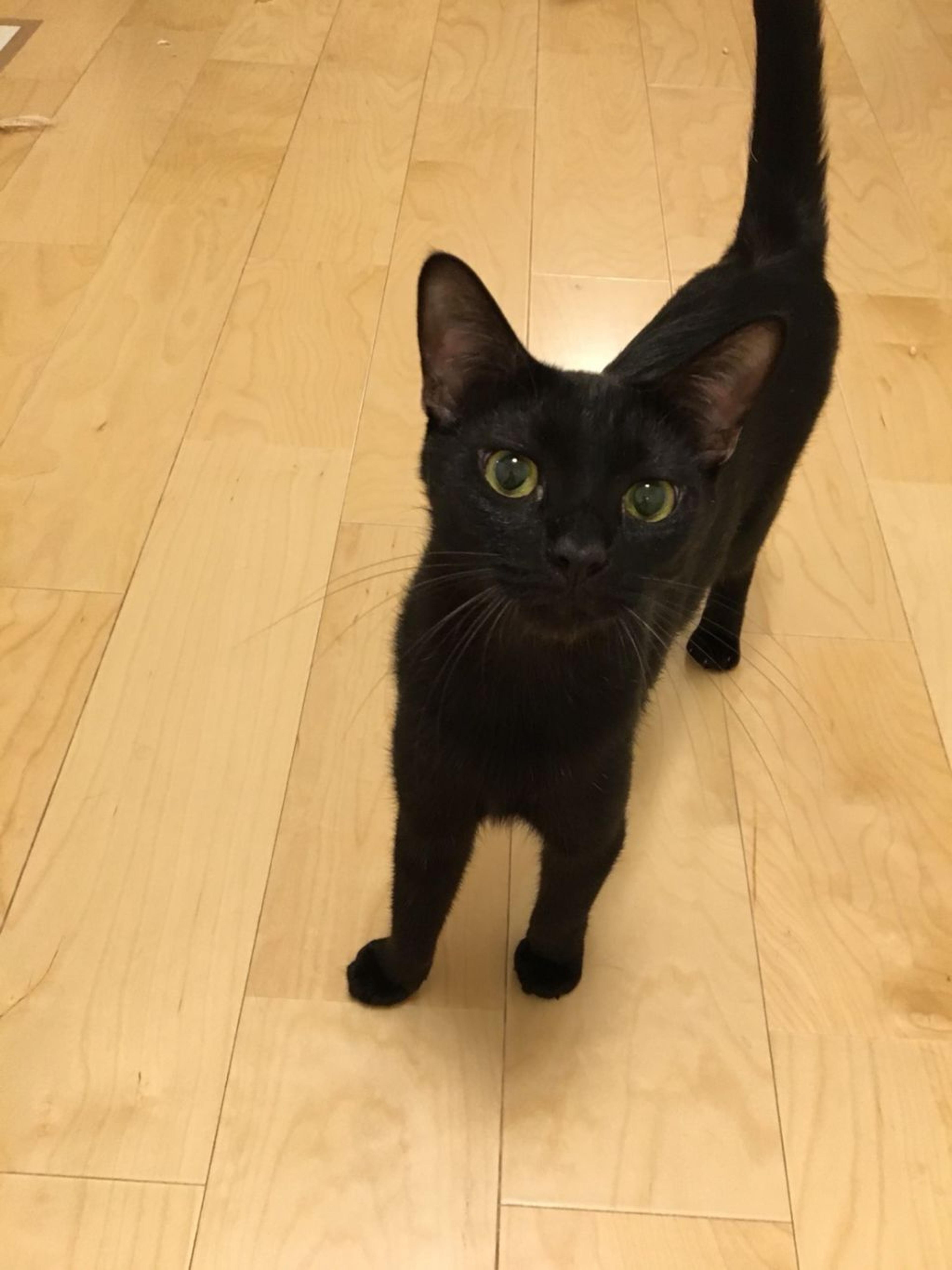 pet-image-5