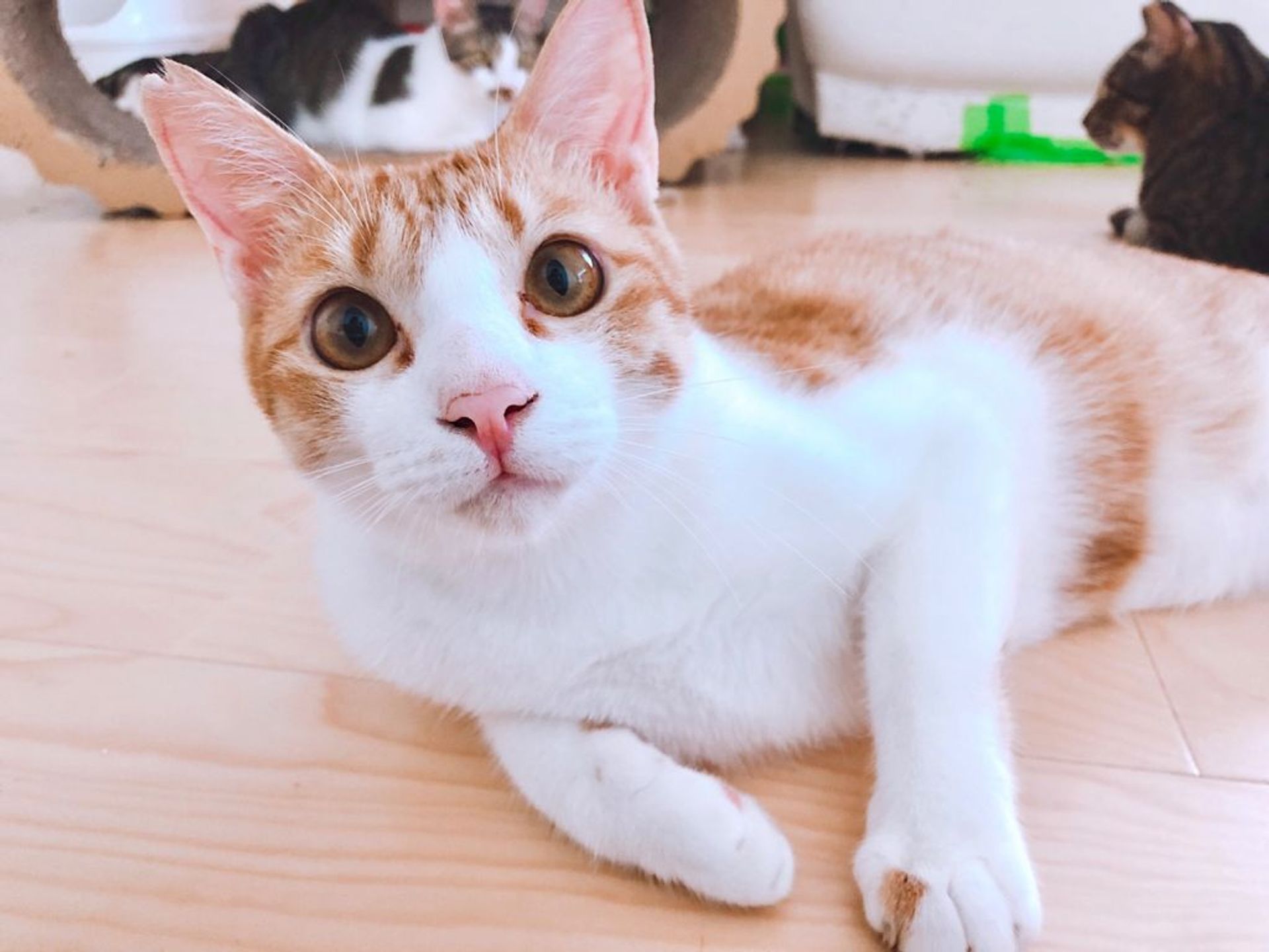 雑種（ミックス猫）・オスの里親募集の写真