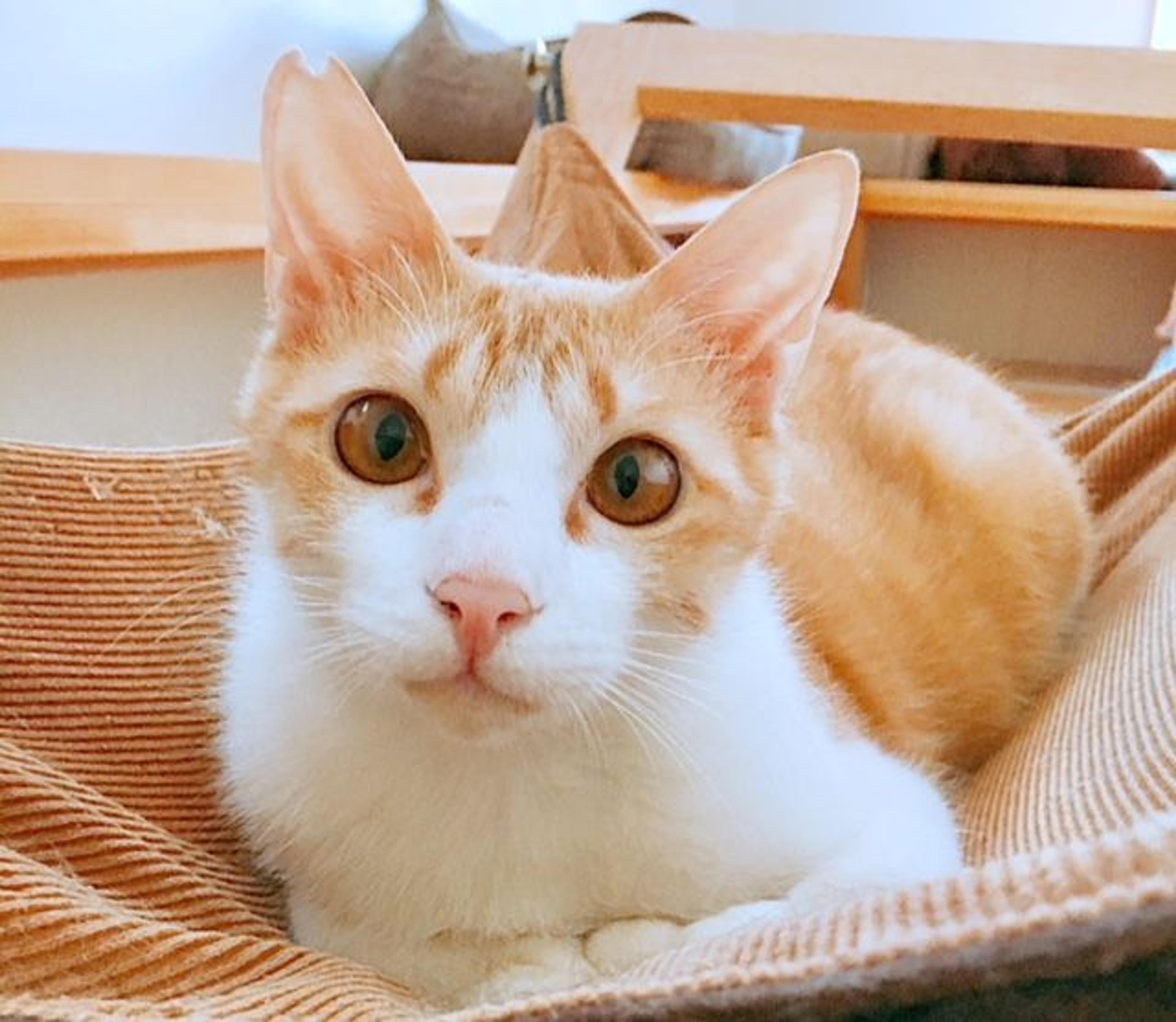 pet-image-2