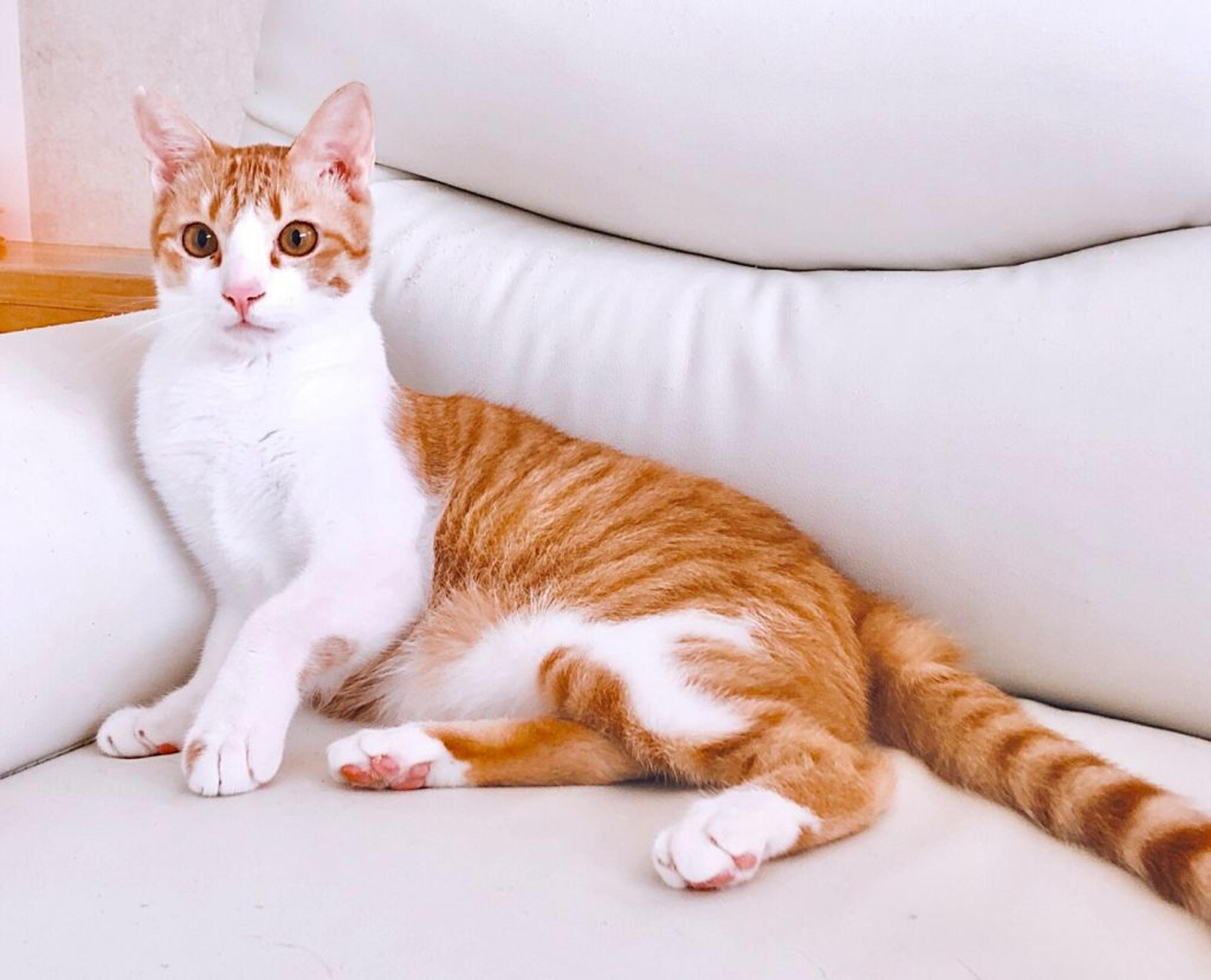 pet-image-3