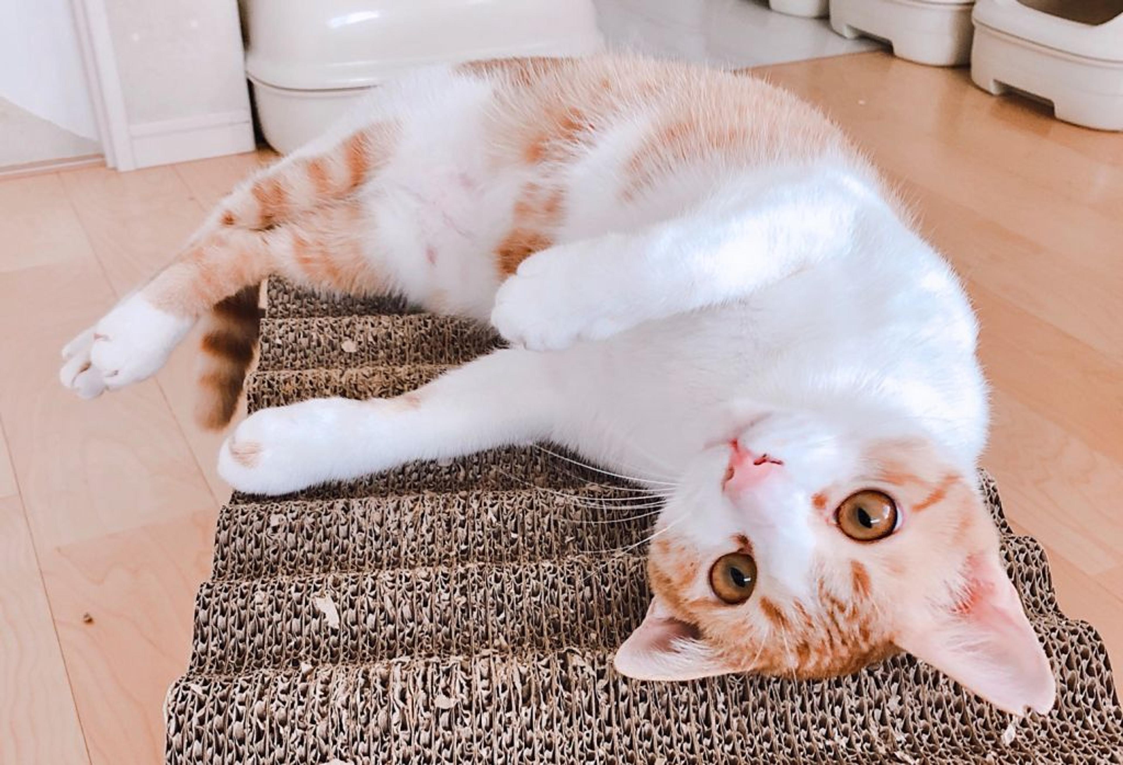 pet-image-4