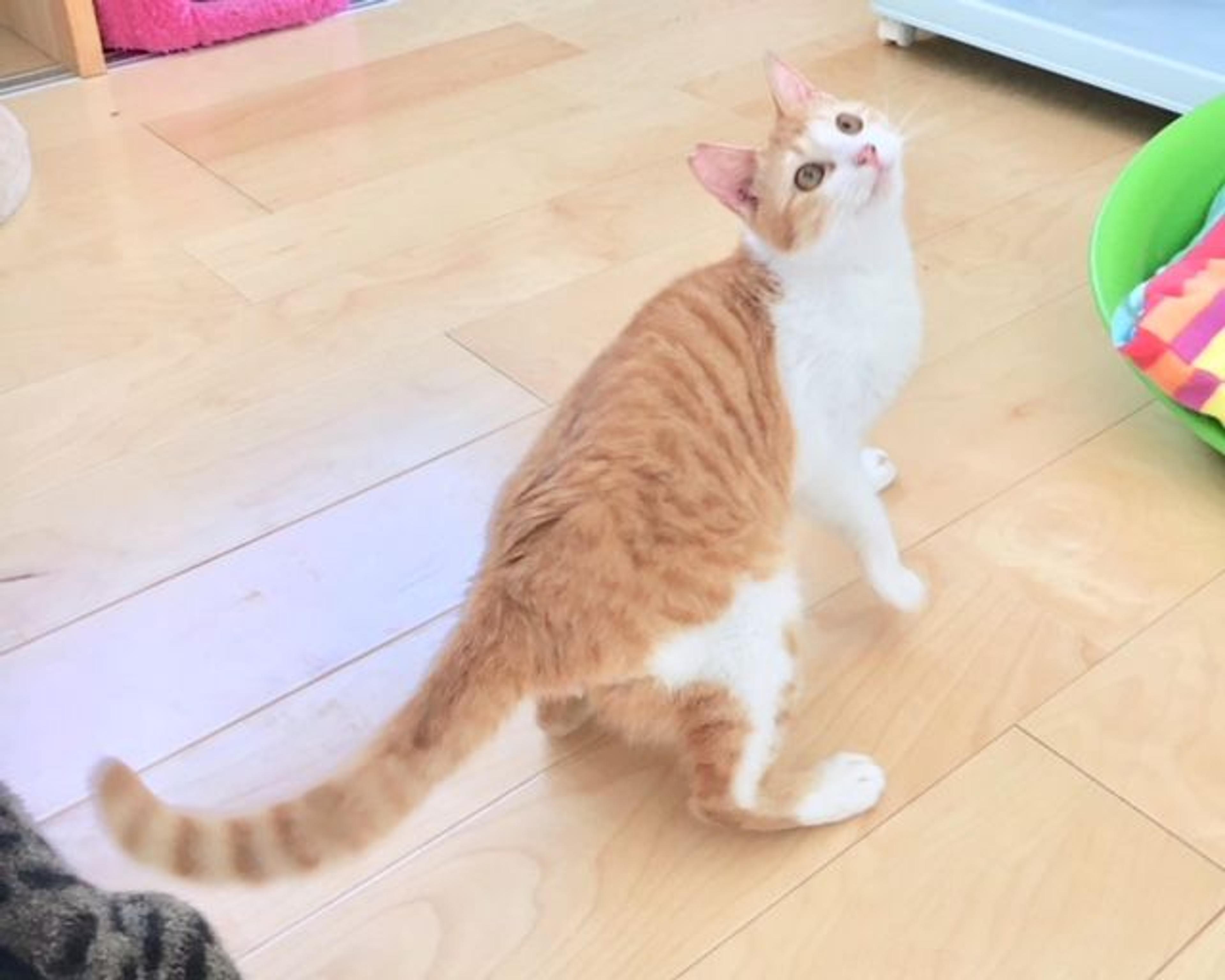 pet-image-5