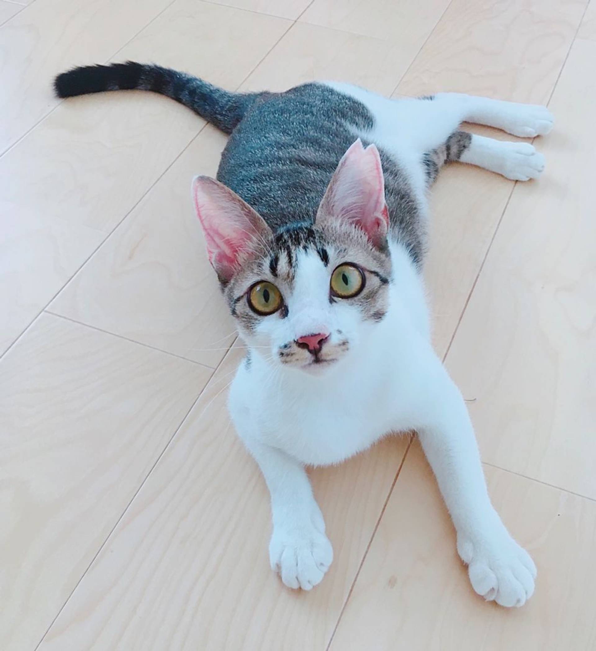 雑種（ミックス猫）・メスの里親募集の写真