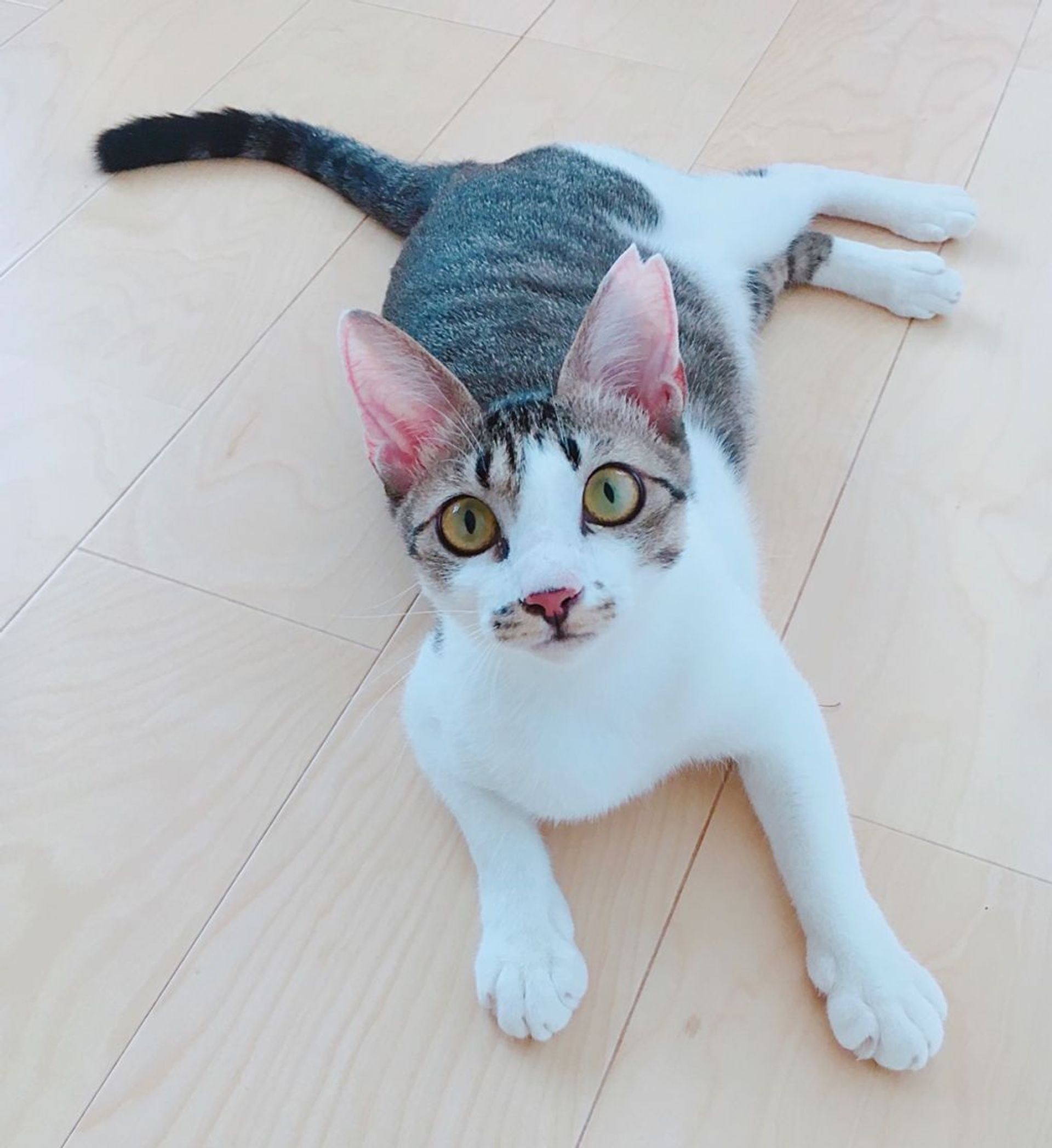 雑種（ミックス猫）・メスの里親募集の写真