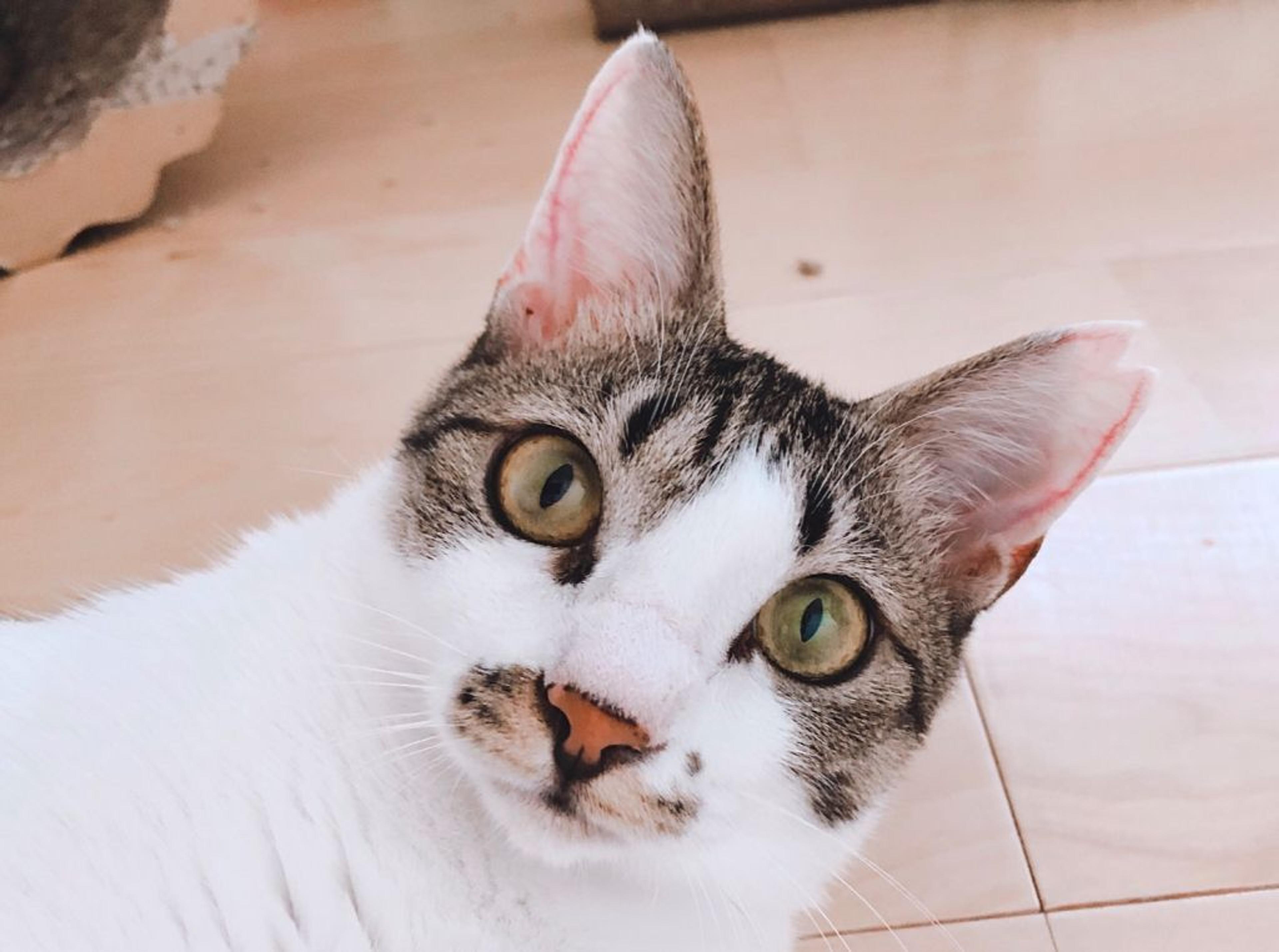 pet-image-2