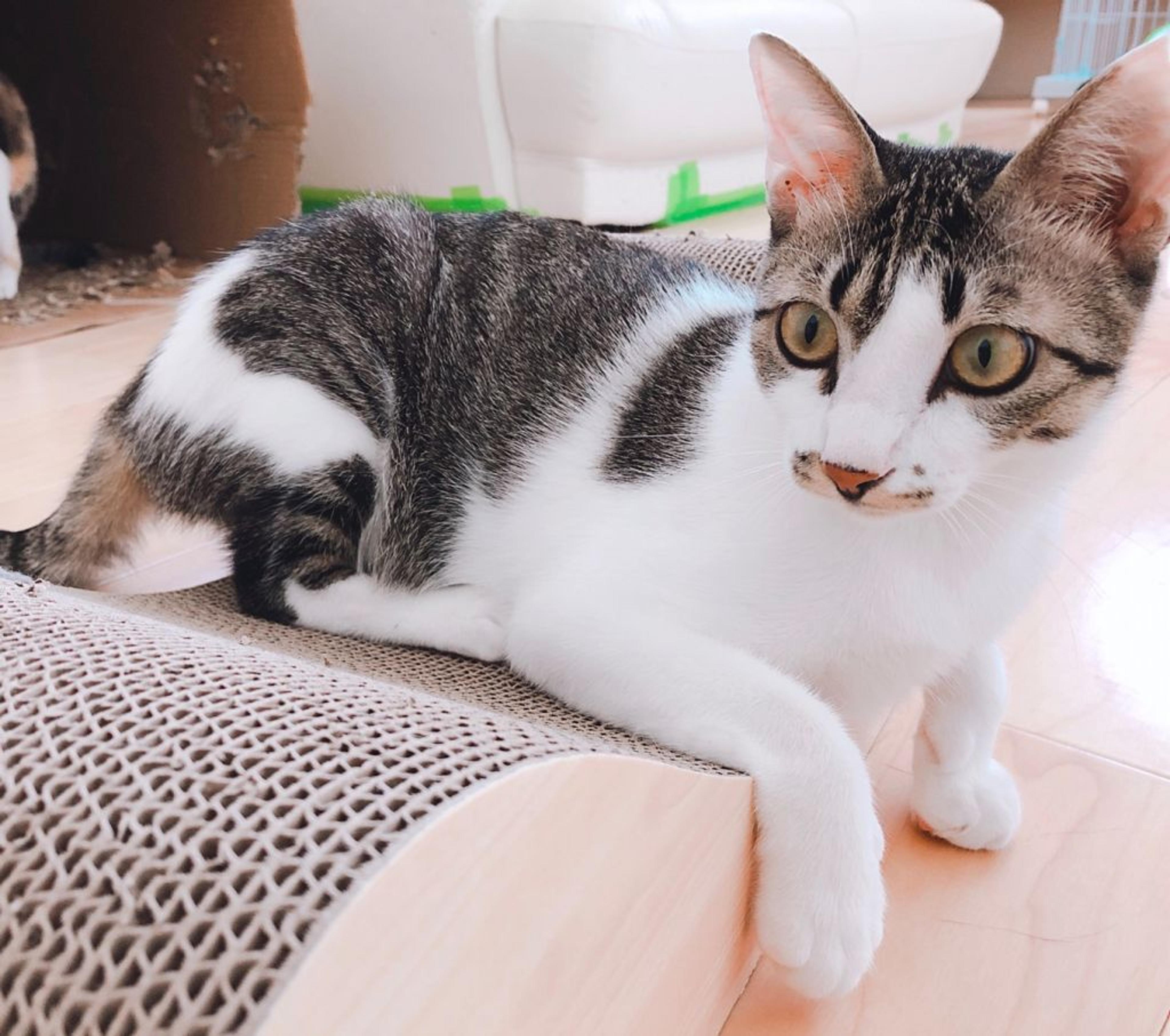 pet-image-3
