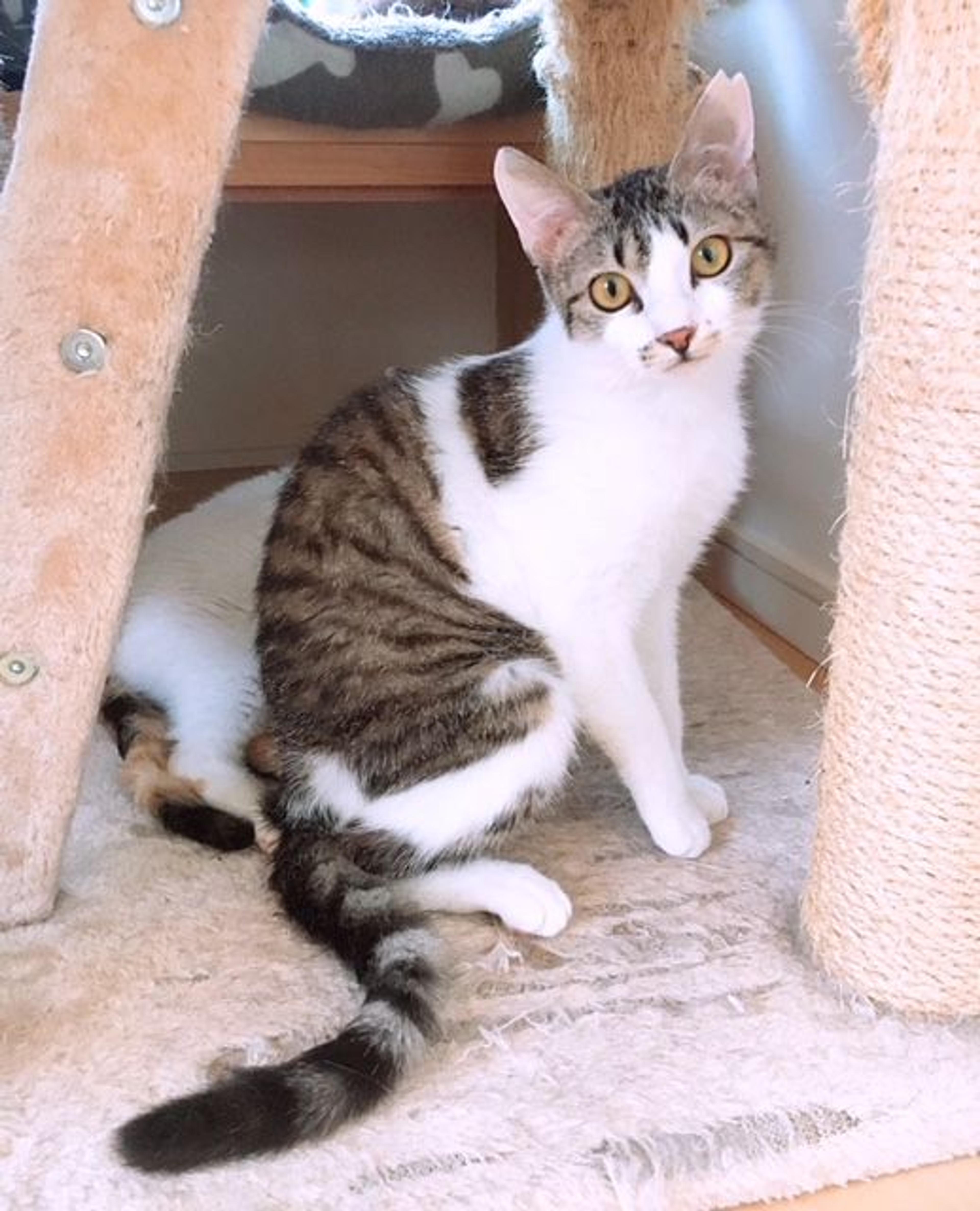 pet-image-4