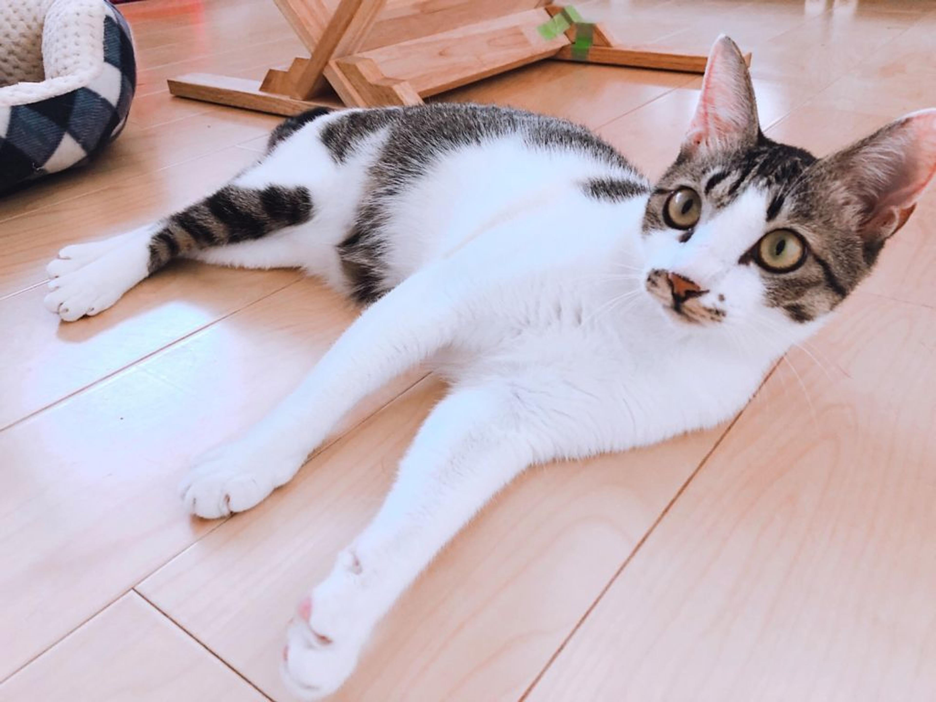 pet-image-5