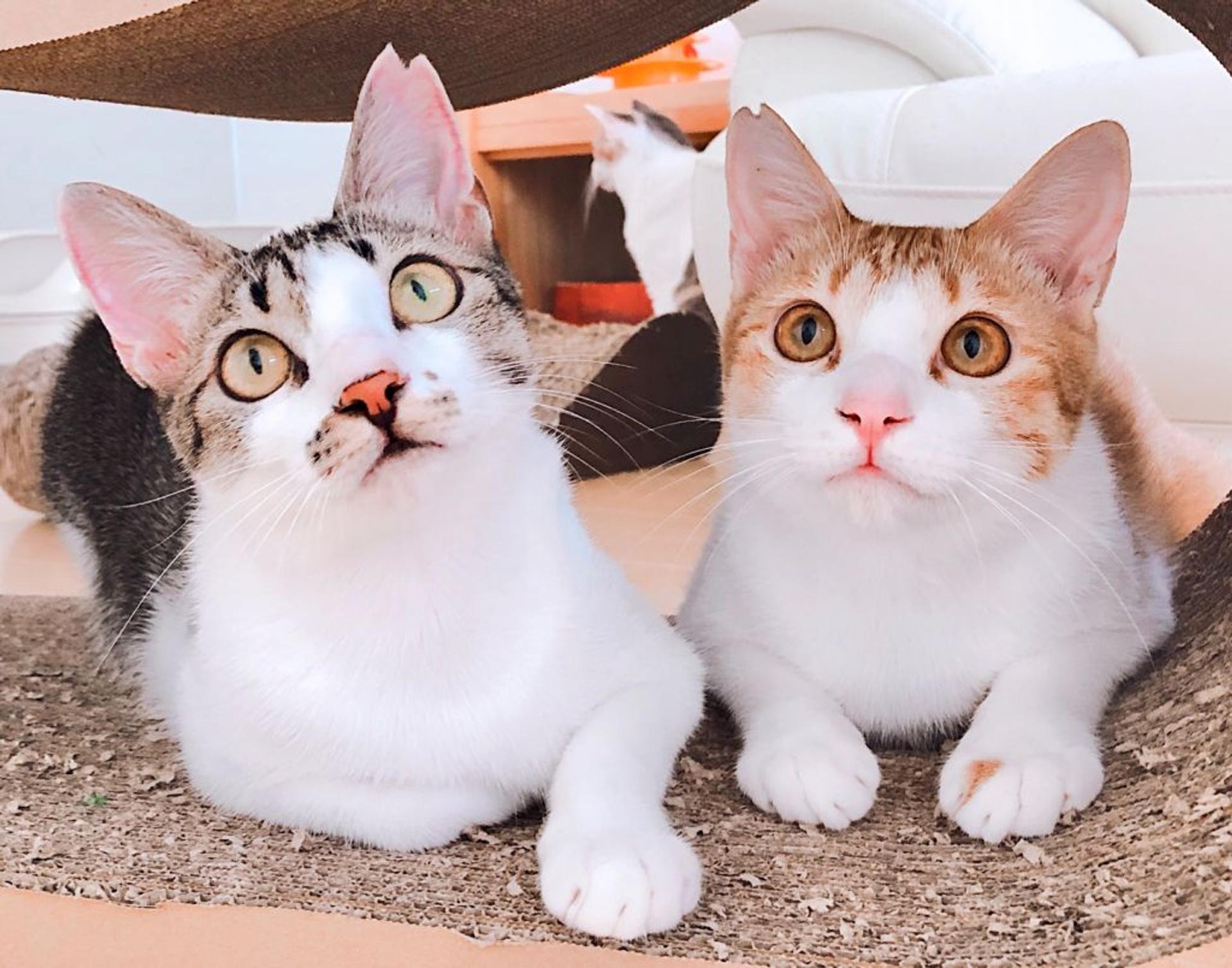 pet-image-7