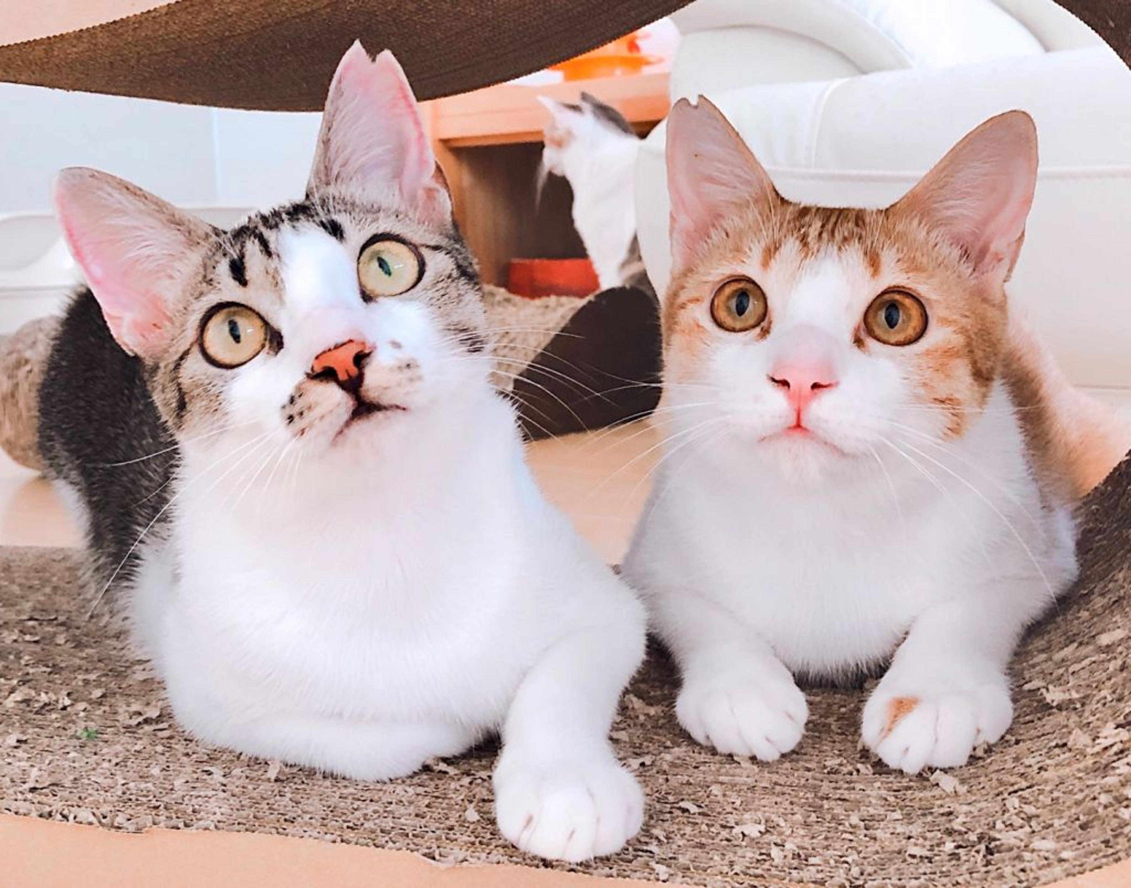 pet-image-7