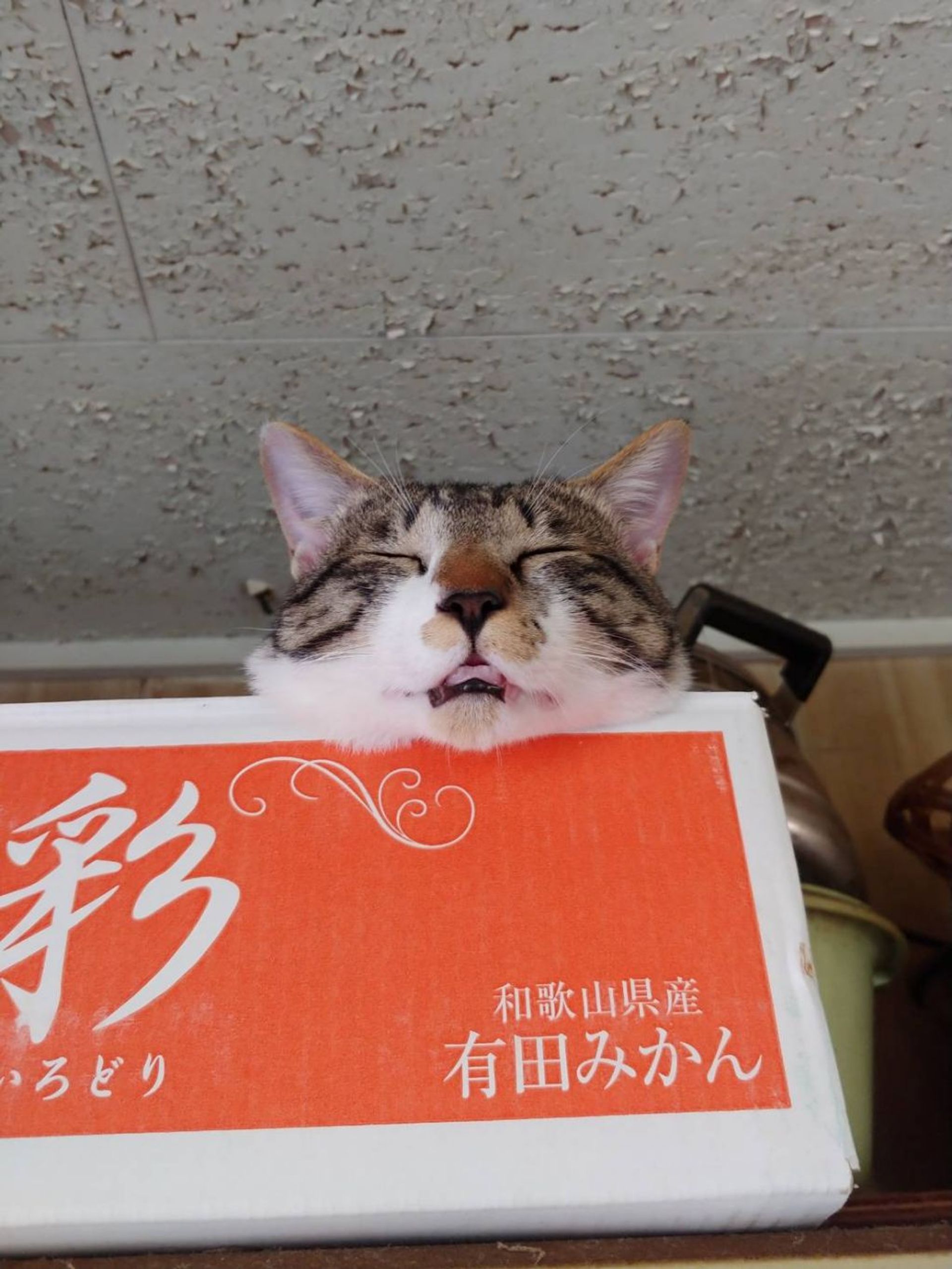 雑種（ミックス猫）・オスの里親募集の写真