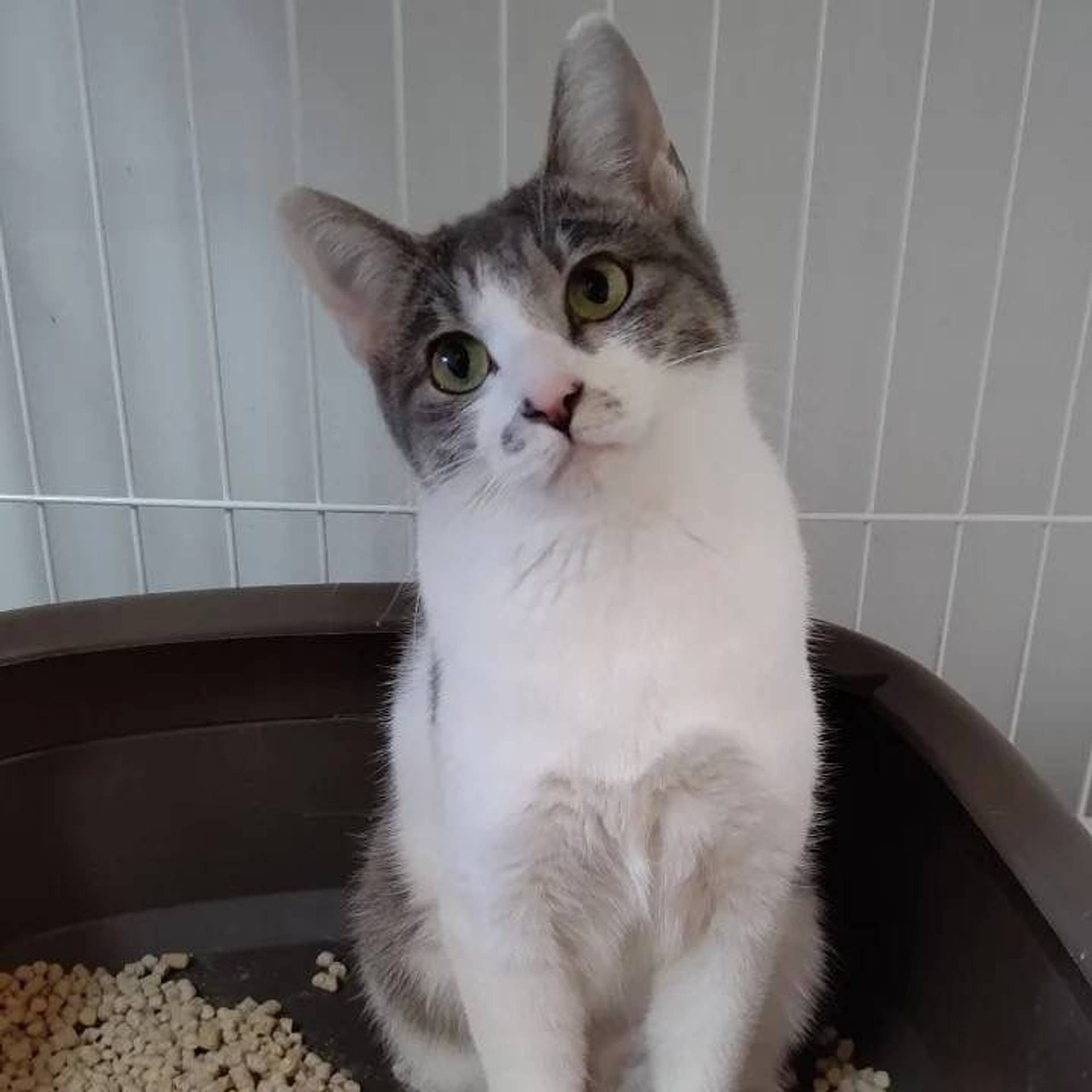 雑種（ミックス猫）・メスの里親募集の写真