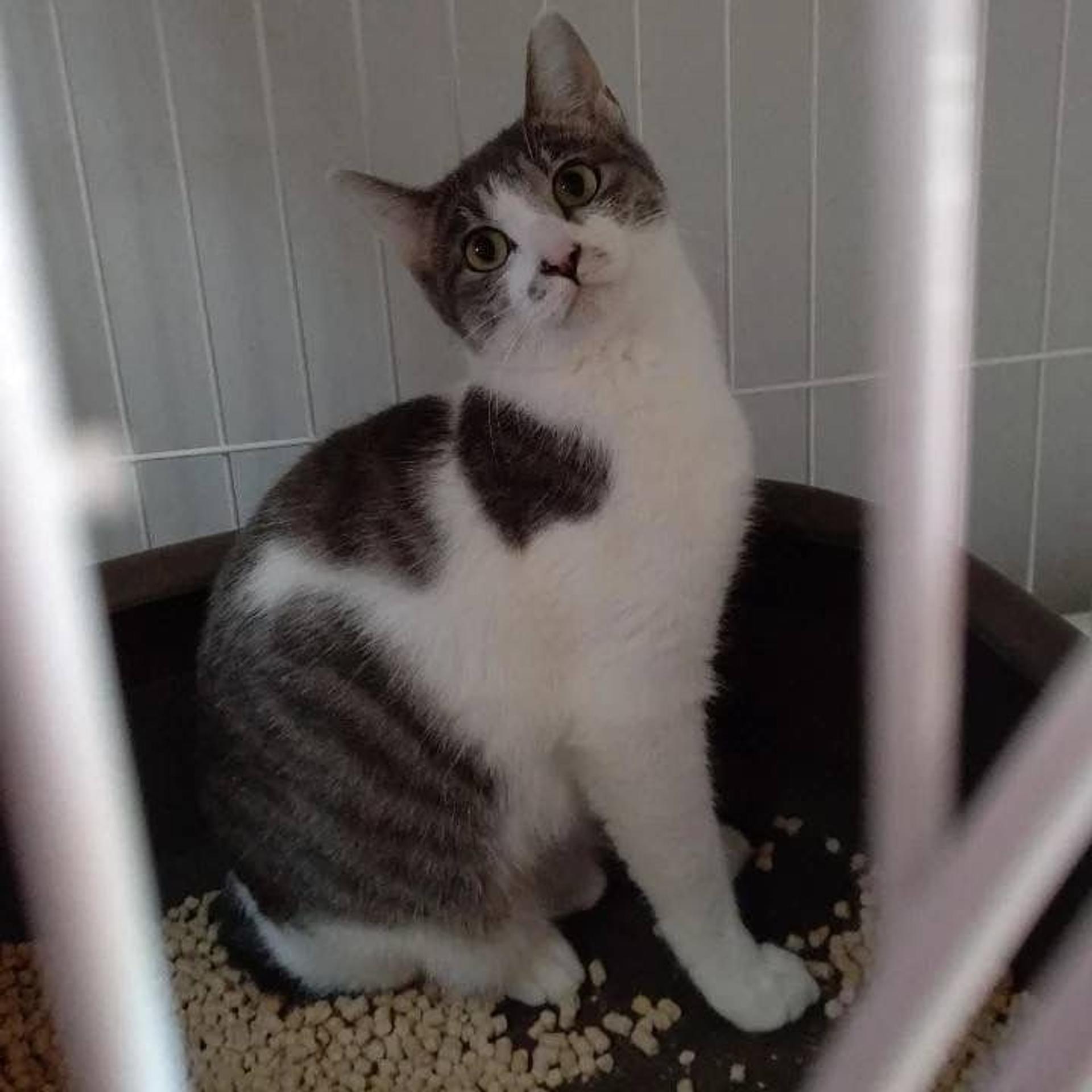 pet-image-3
