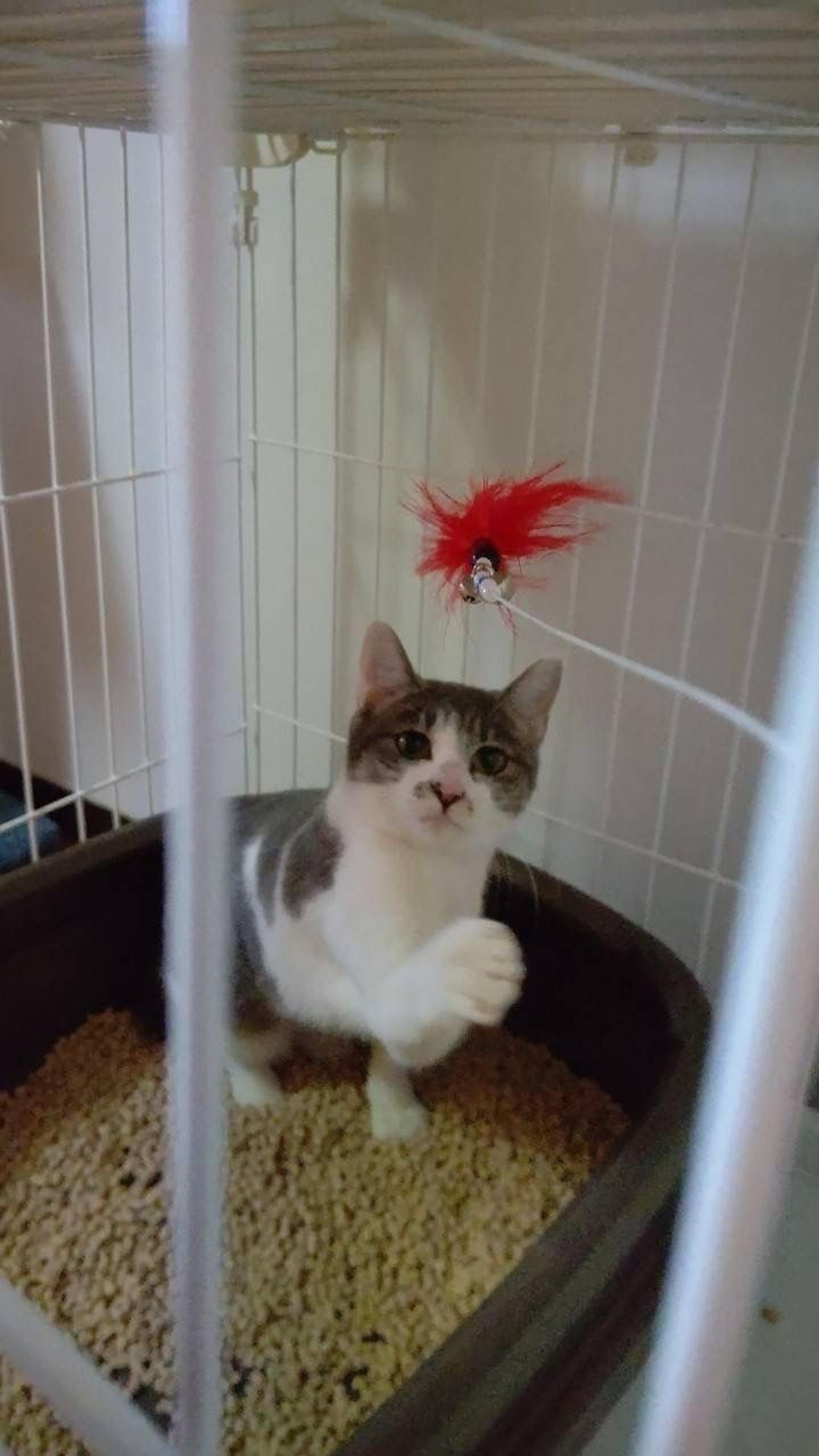 pet-image-7