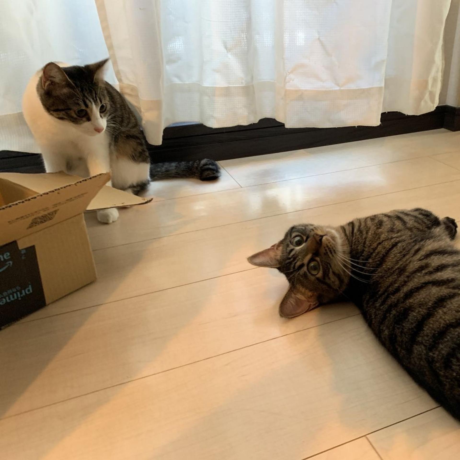 pet-image-6