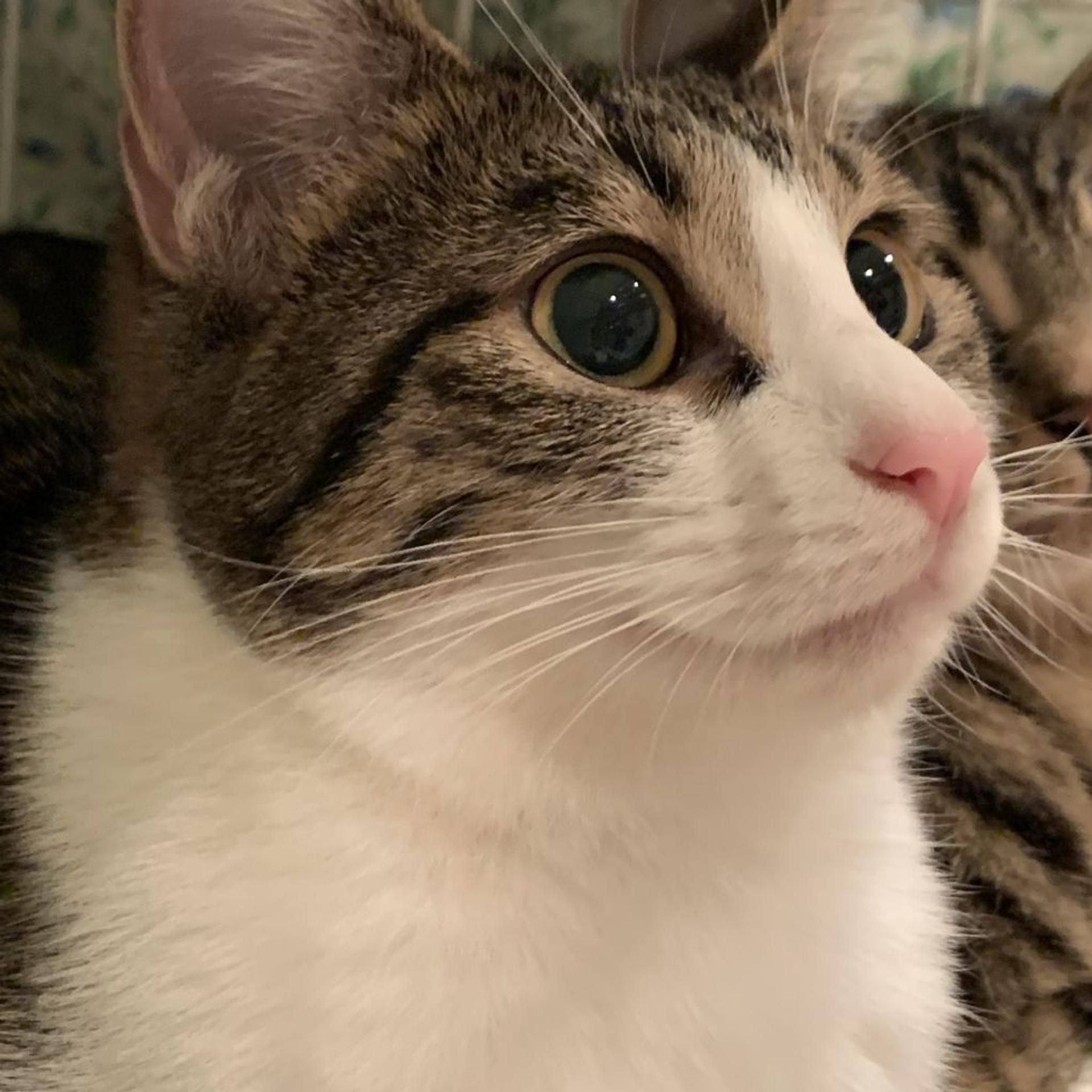 pet-image-8