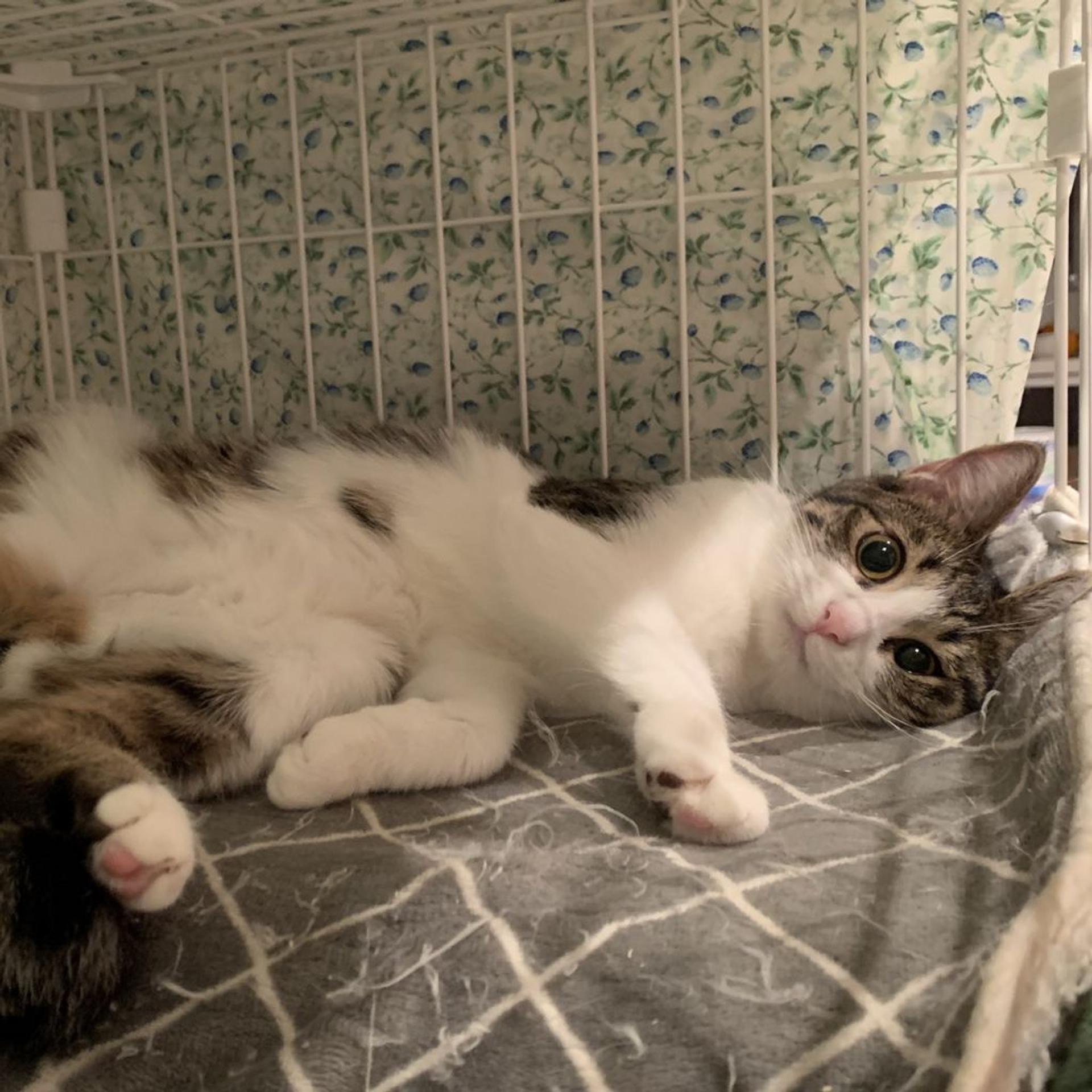pet-image-9