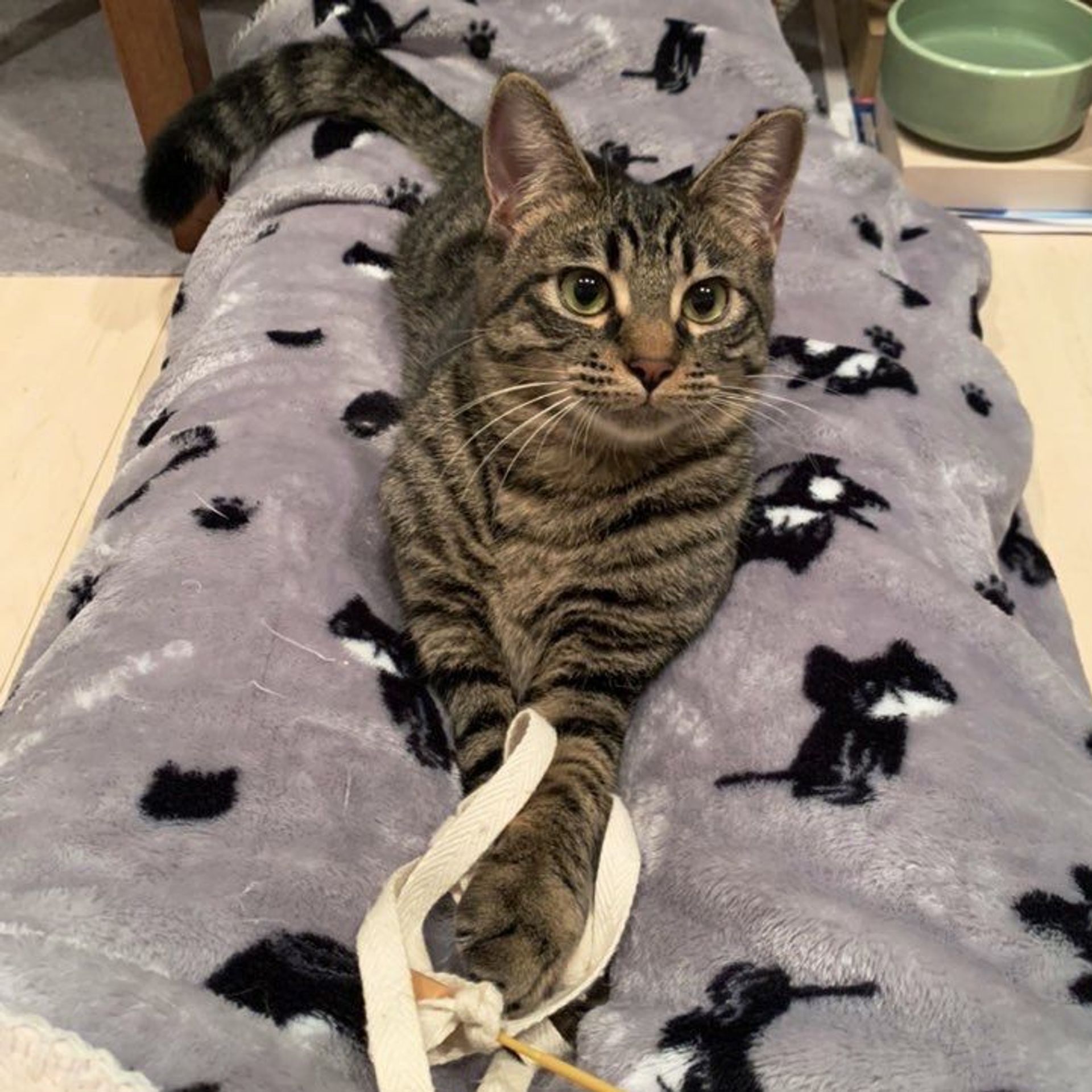 雑種（ミックス猫）・メスの里親募集の写真