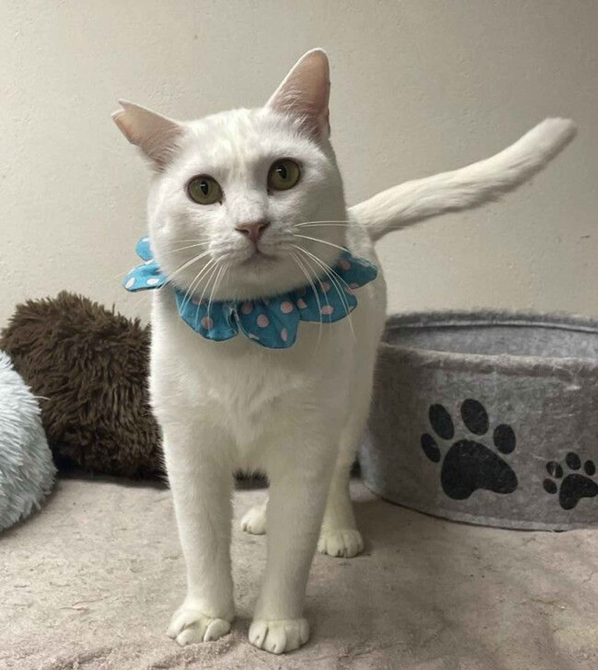 雑種（ミックス猫）・オスの里親募集の写真