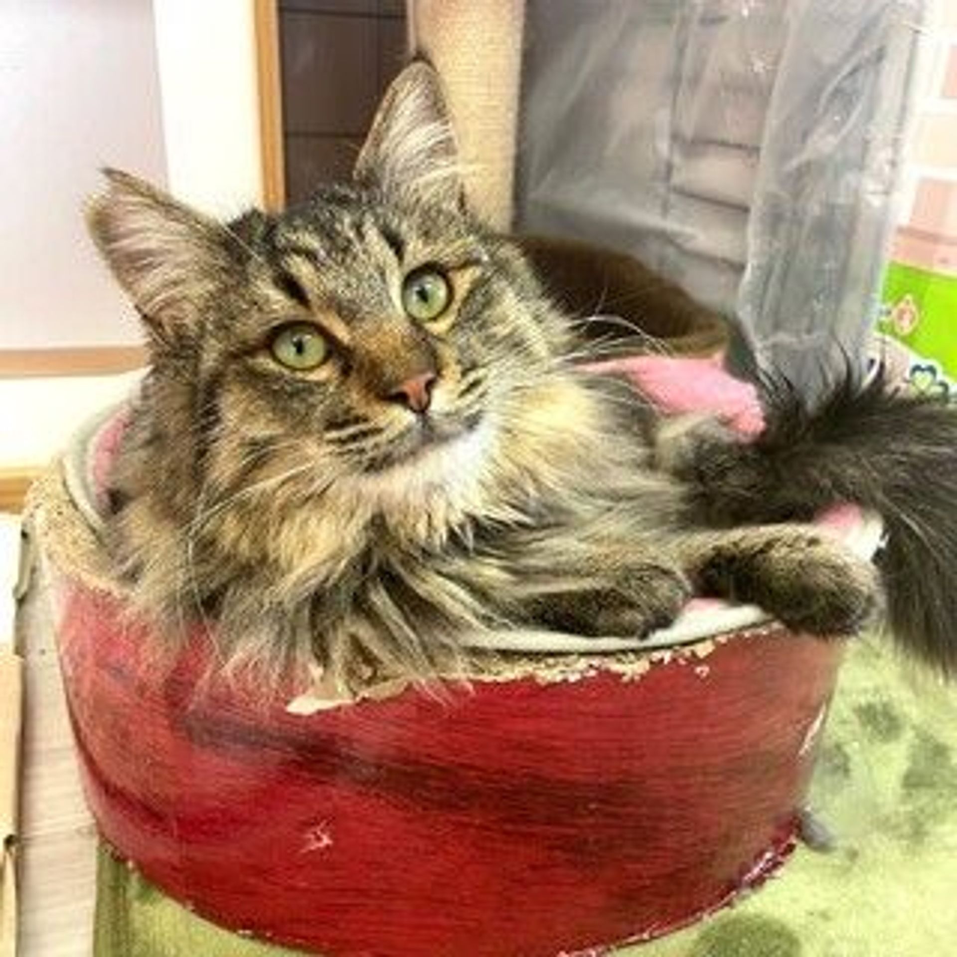雑種（ミックス猫）・オスの里親募集の写真