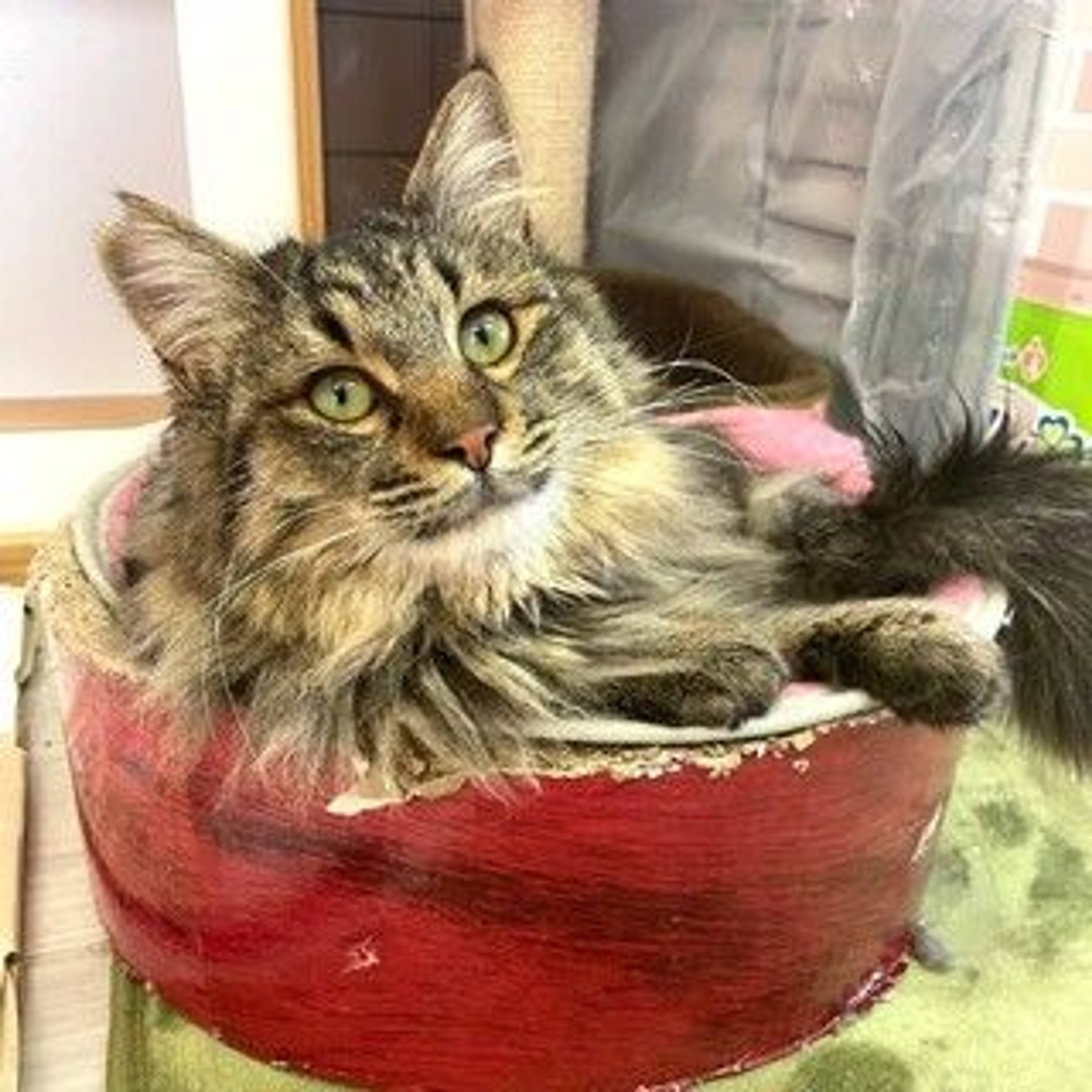 雑種（ミックス猫）・オスの里親募集の写真