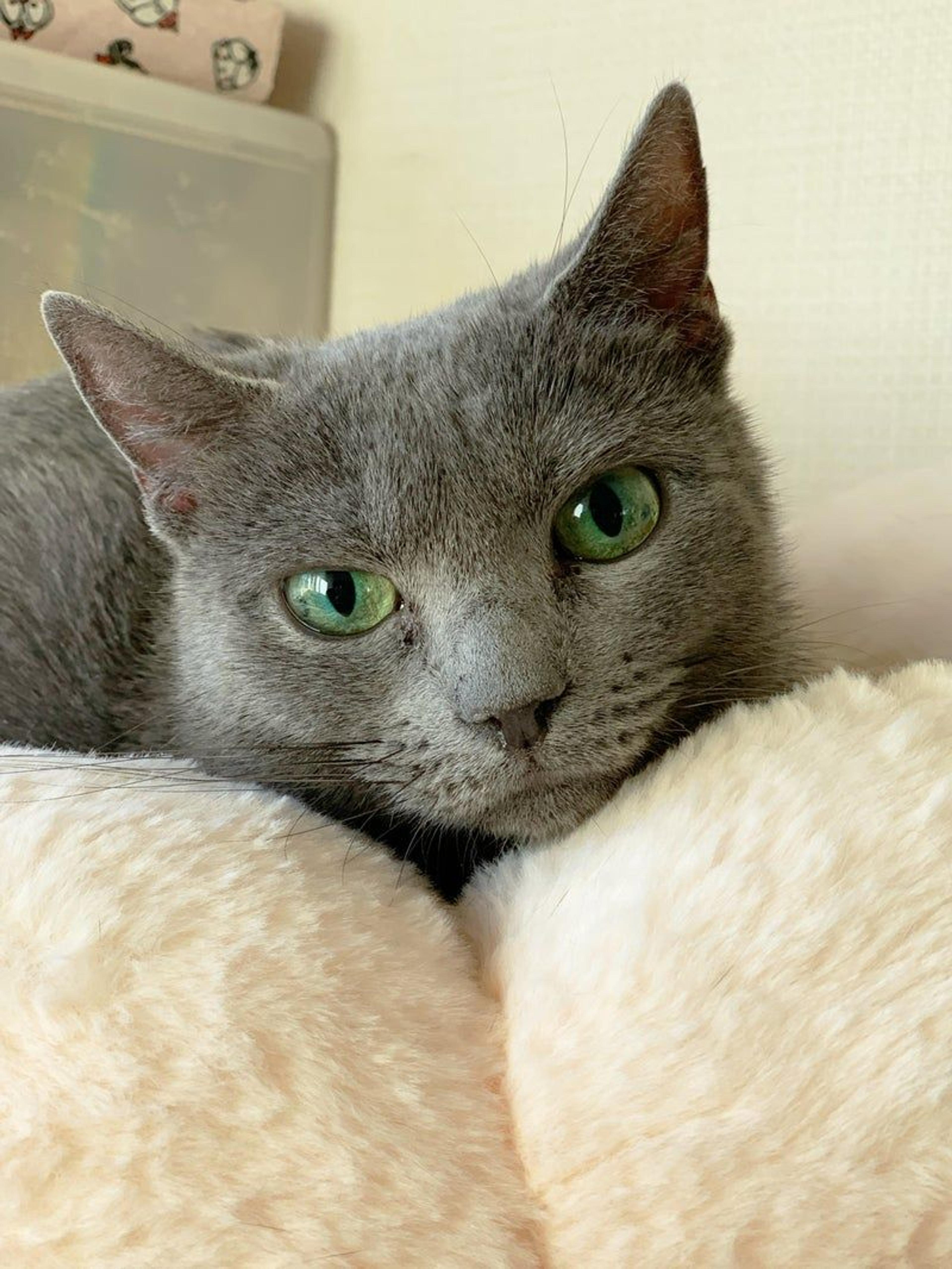pet-image-2