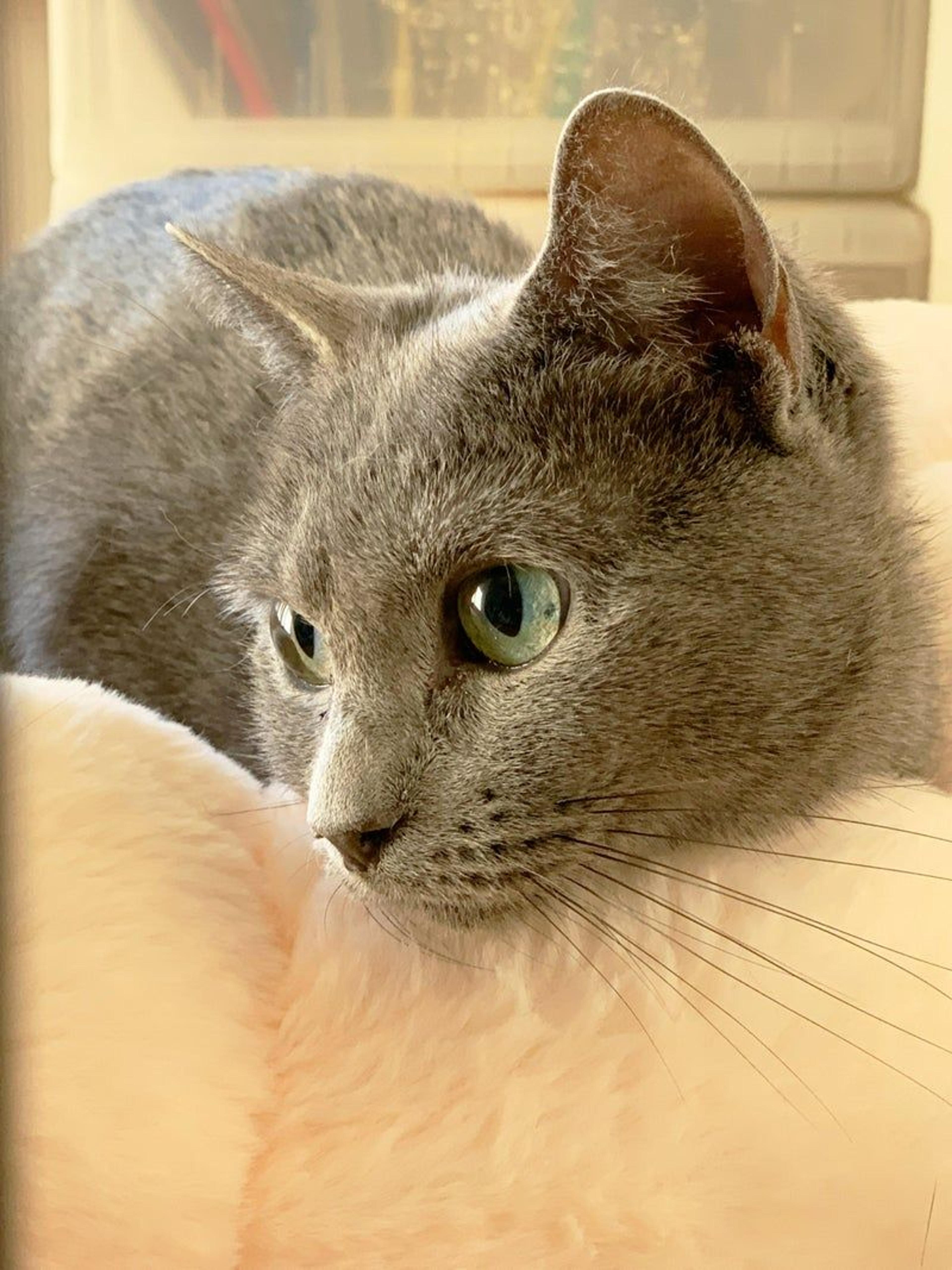 pet-image-3