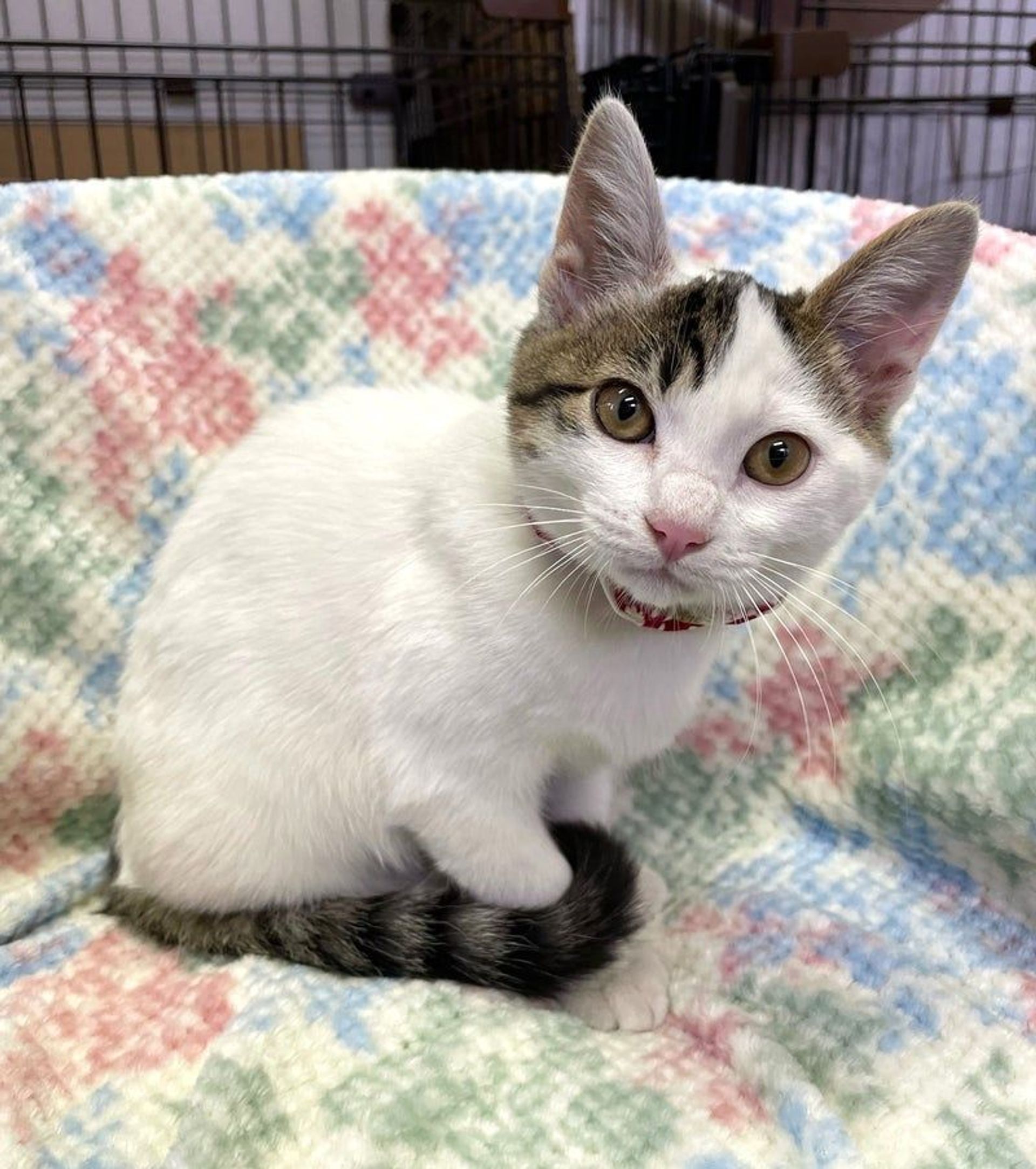 雑種（ミックス猫）・オスの里親募集の写真