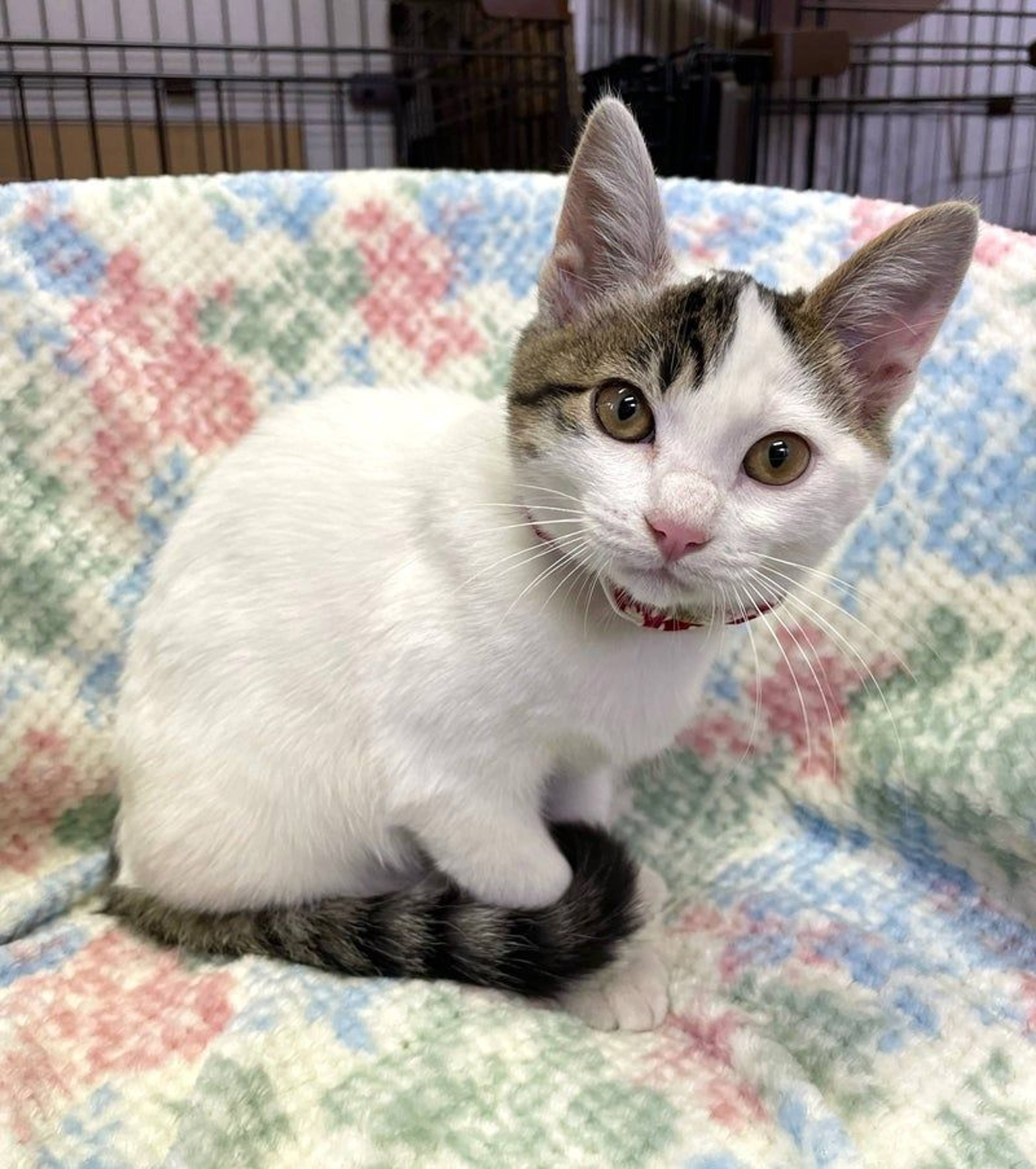 雑種（ミックス猫）・オスの里親募集の写真
