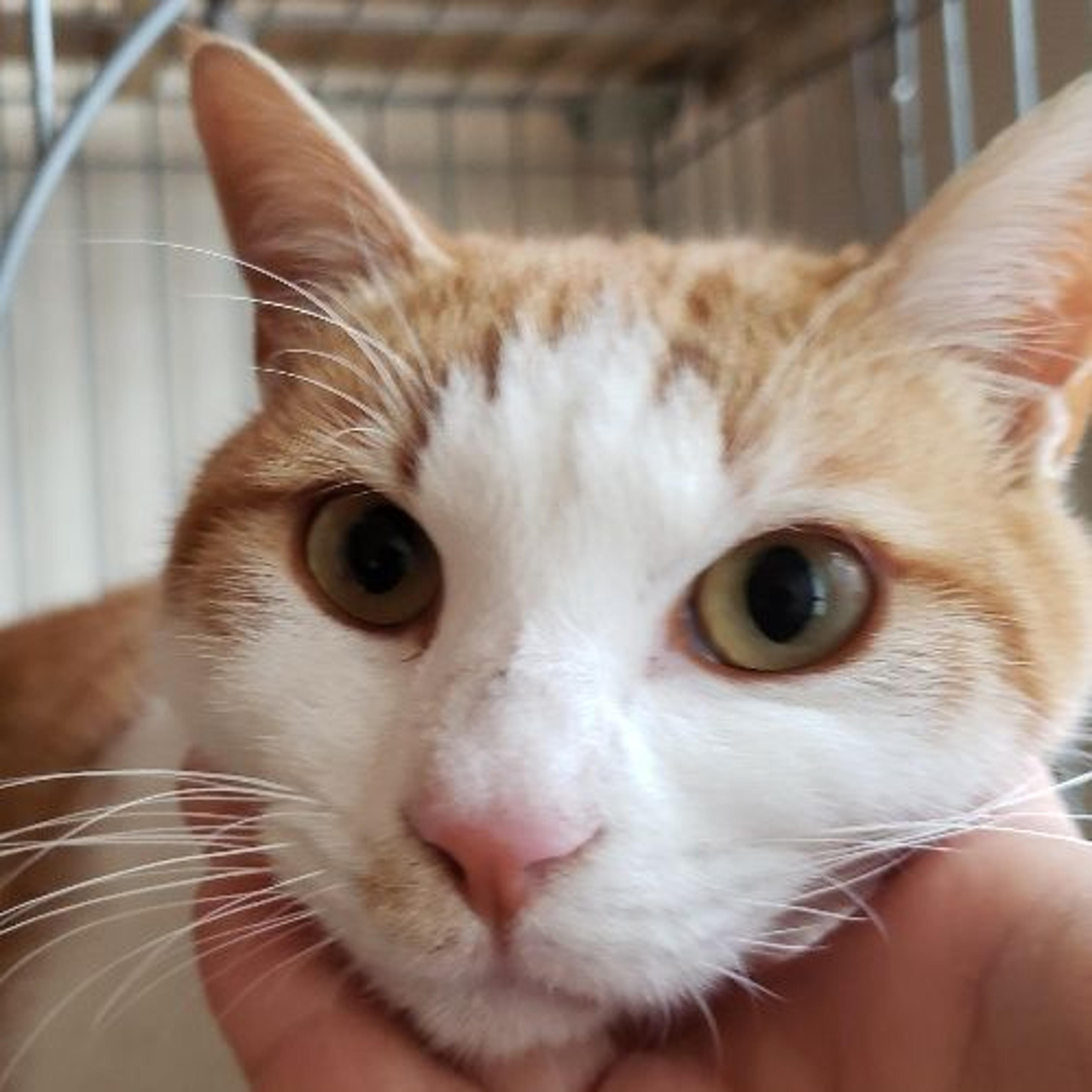 pet-image-2