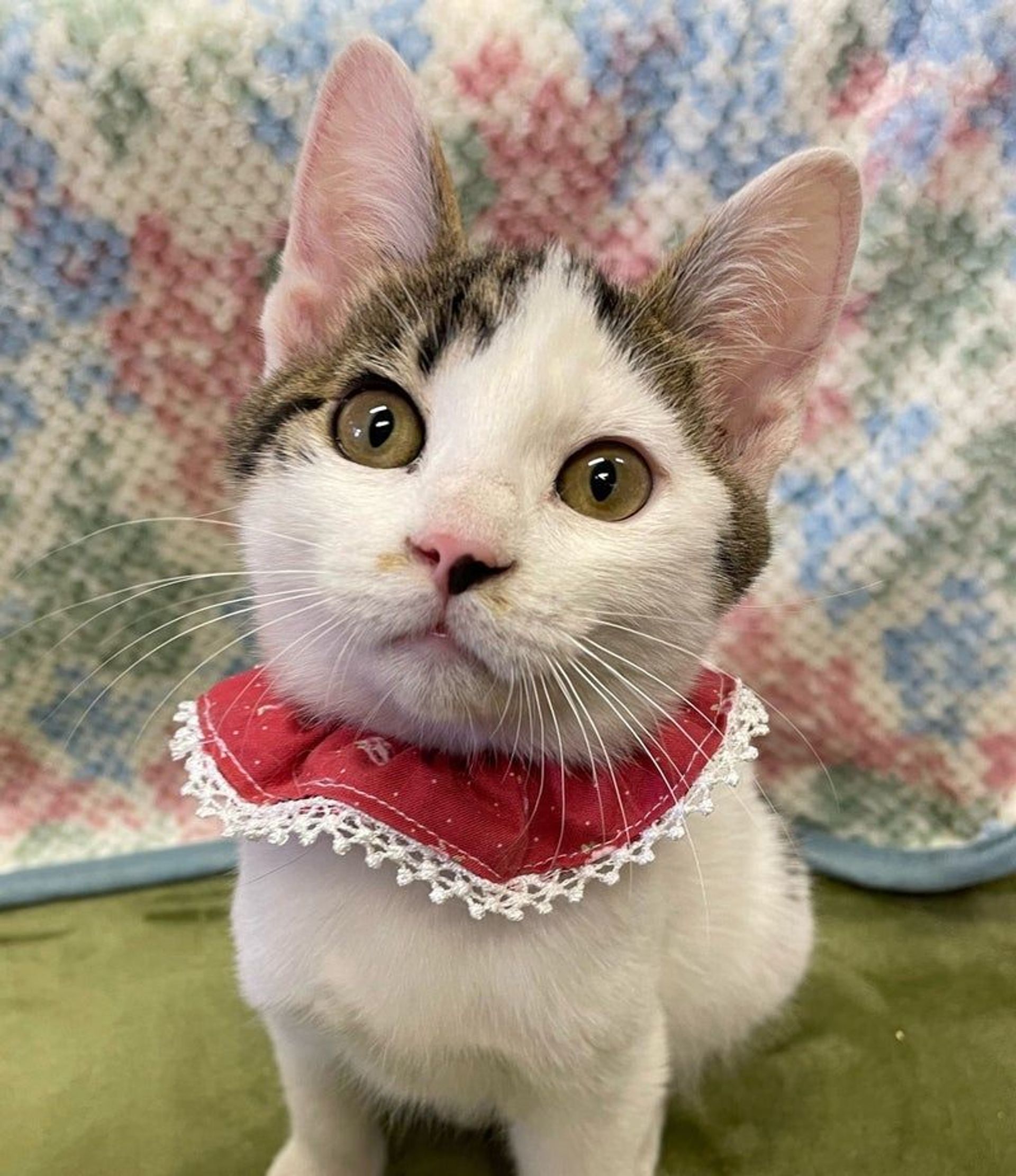 雑種（ミックス猫）・オスの里親募集の写真