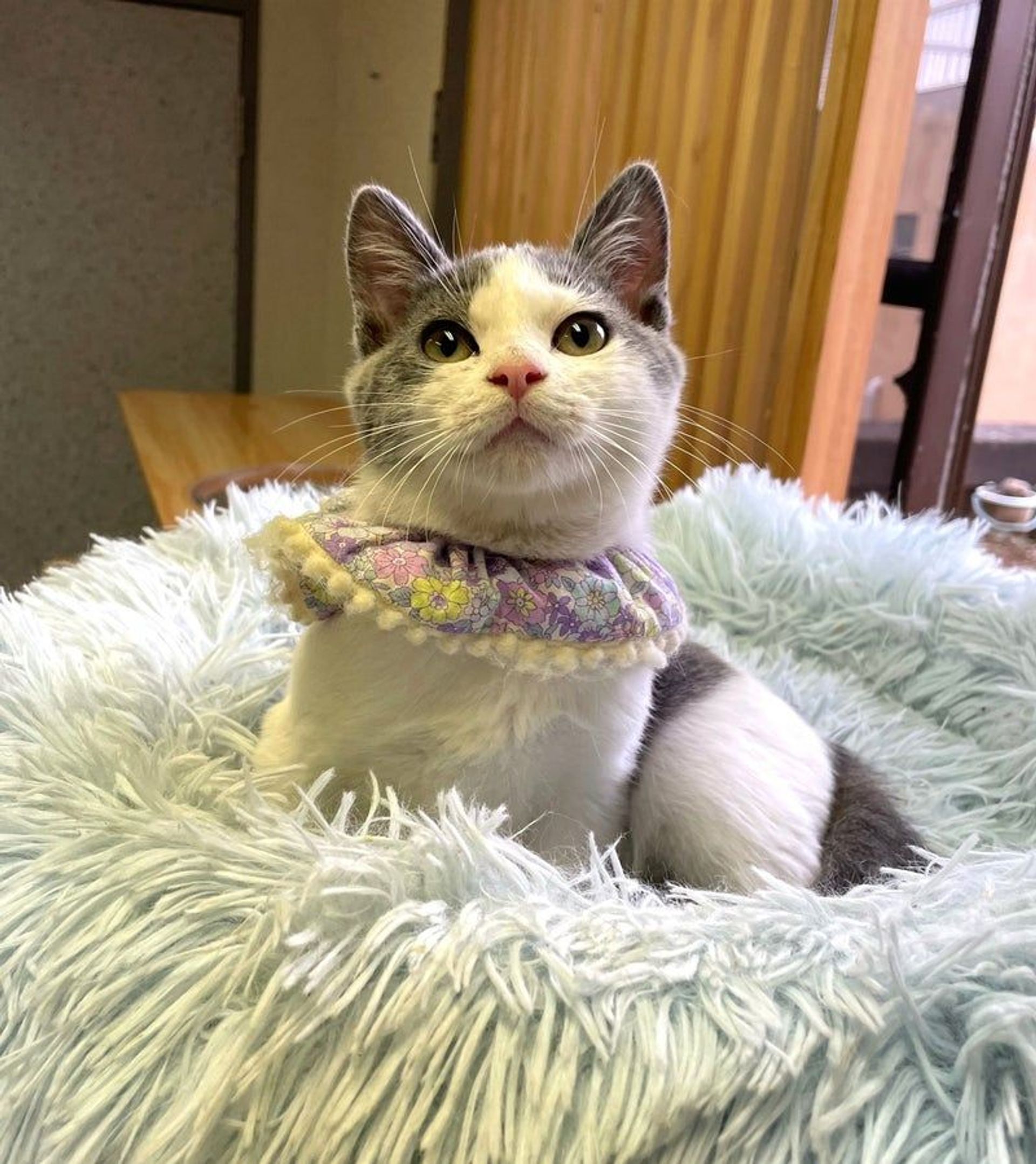 雑種（ミックス猫）・オスの里親募集の写真