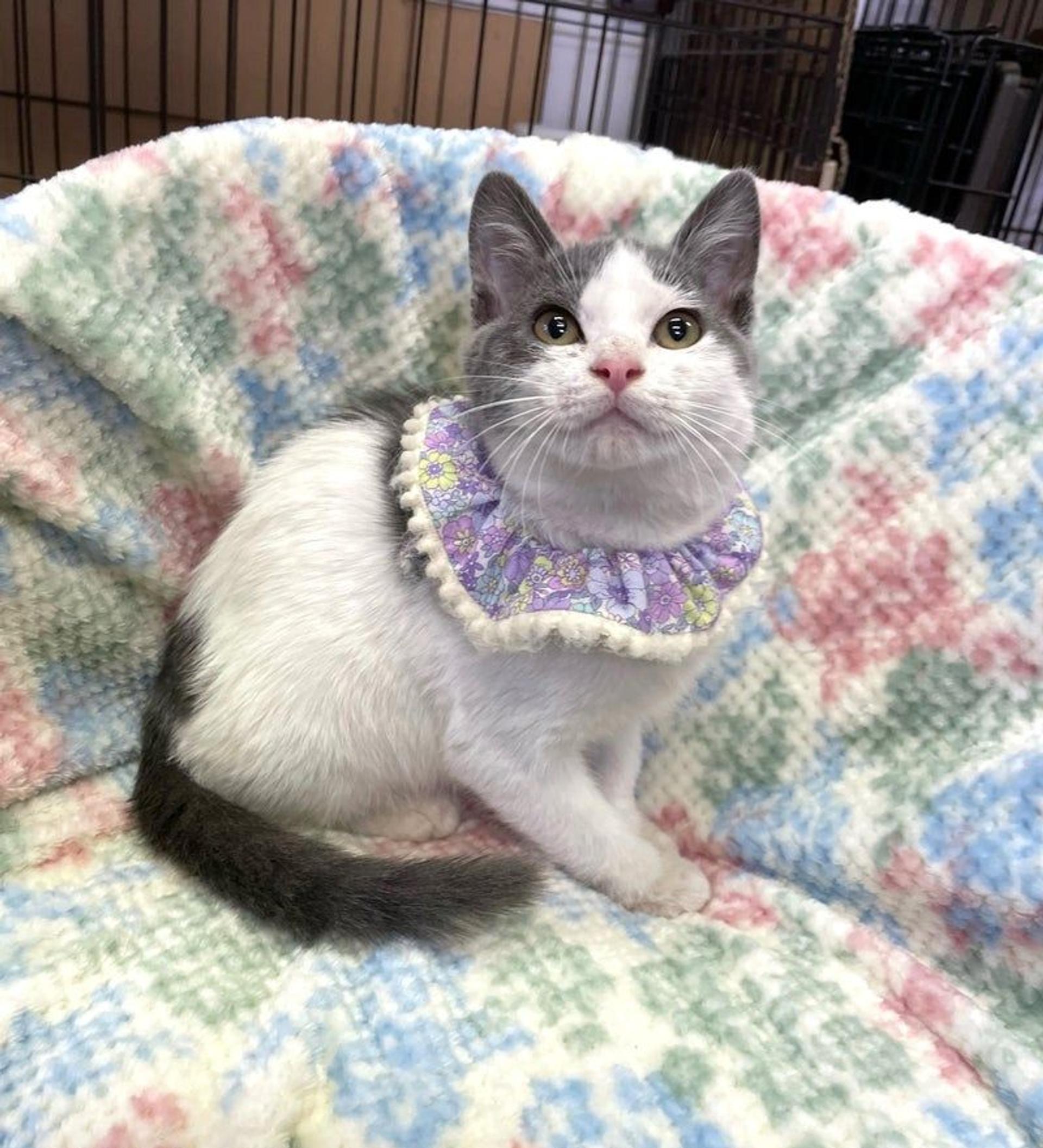pet-image-3