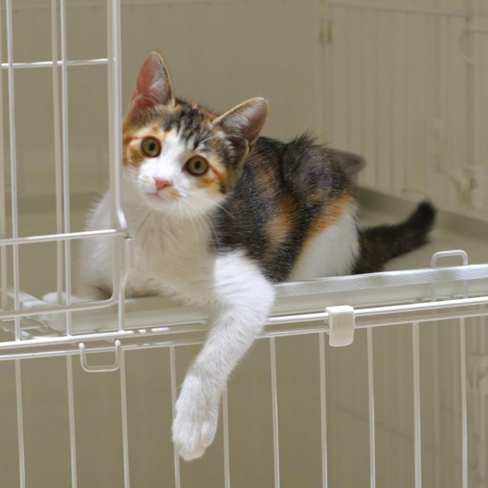 pet-image-4