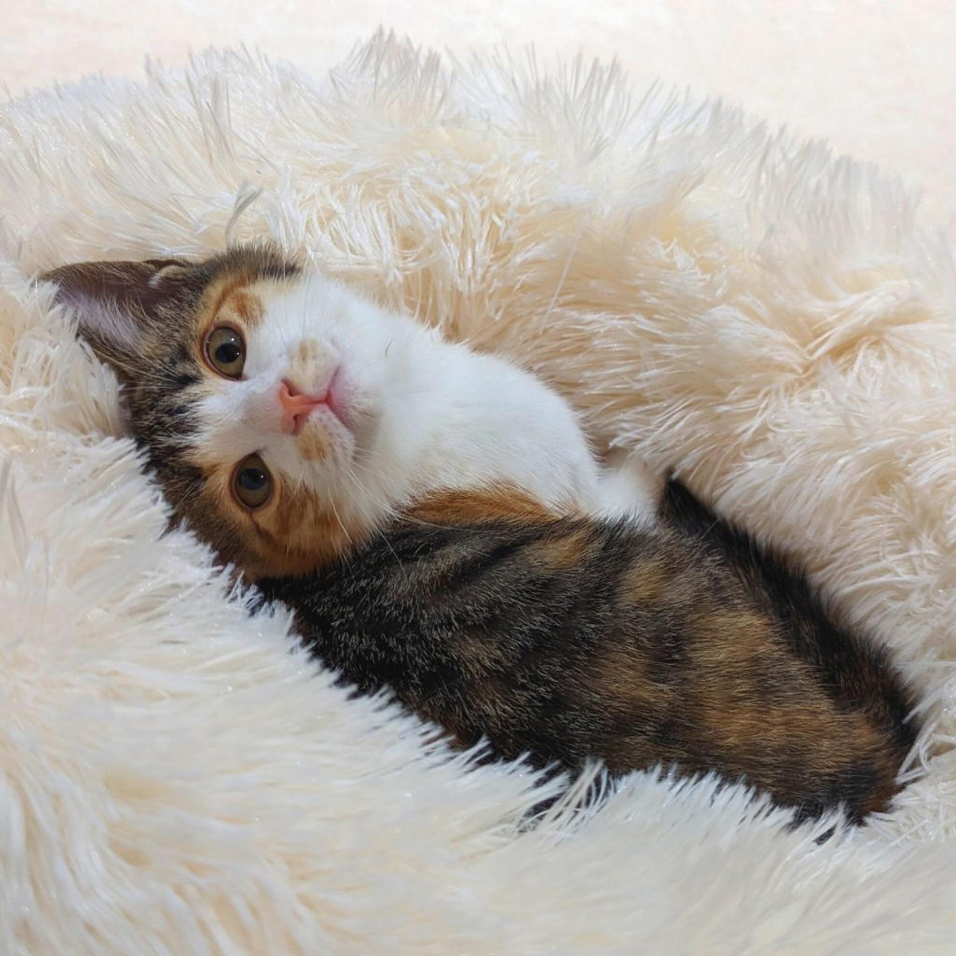 pet-image-5