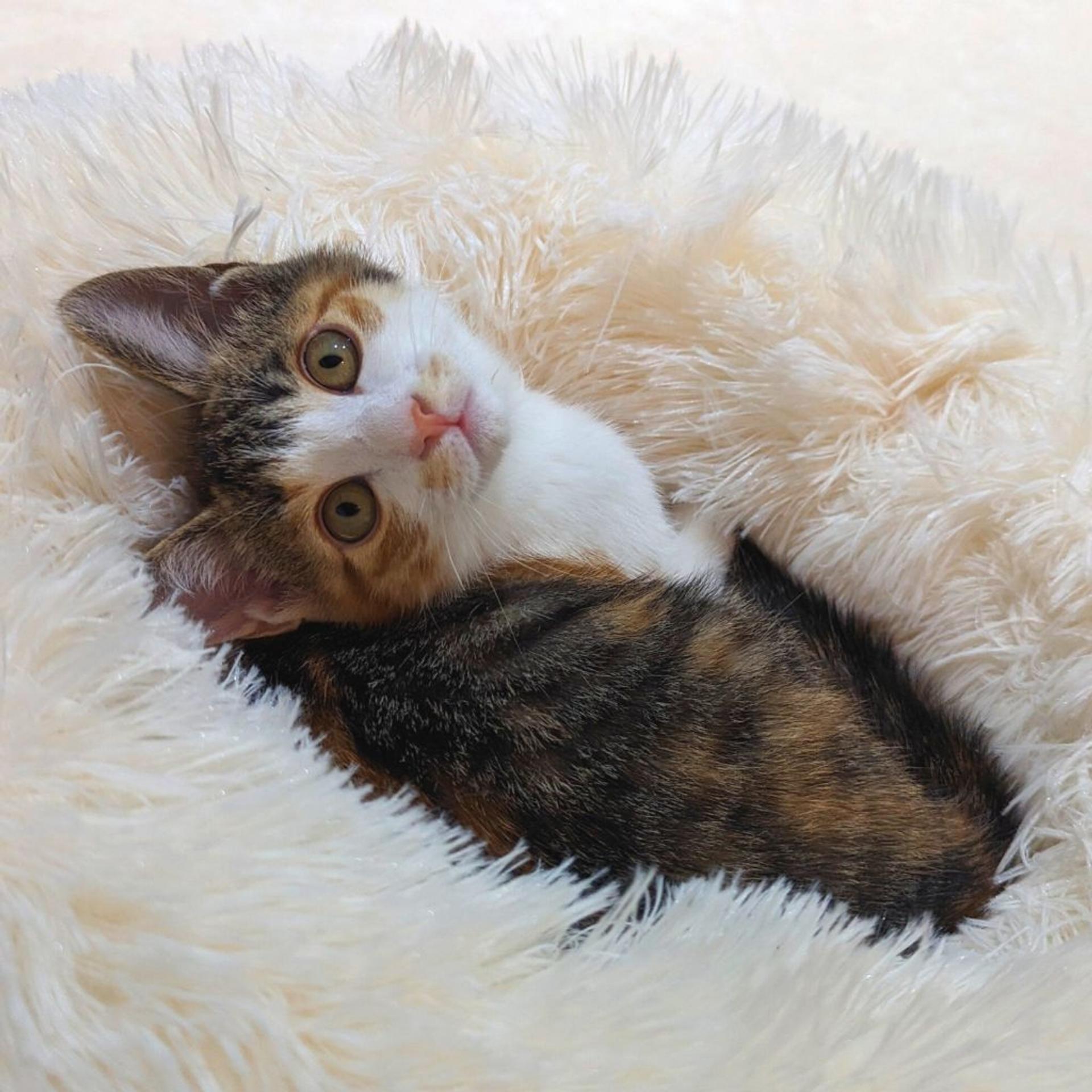 pet-image-6