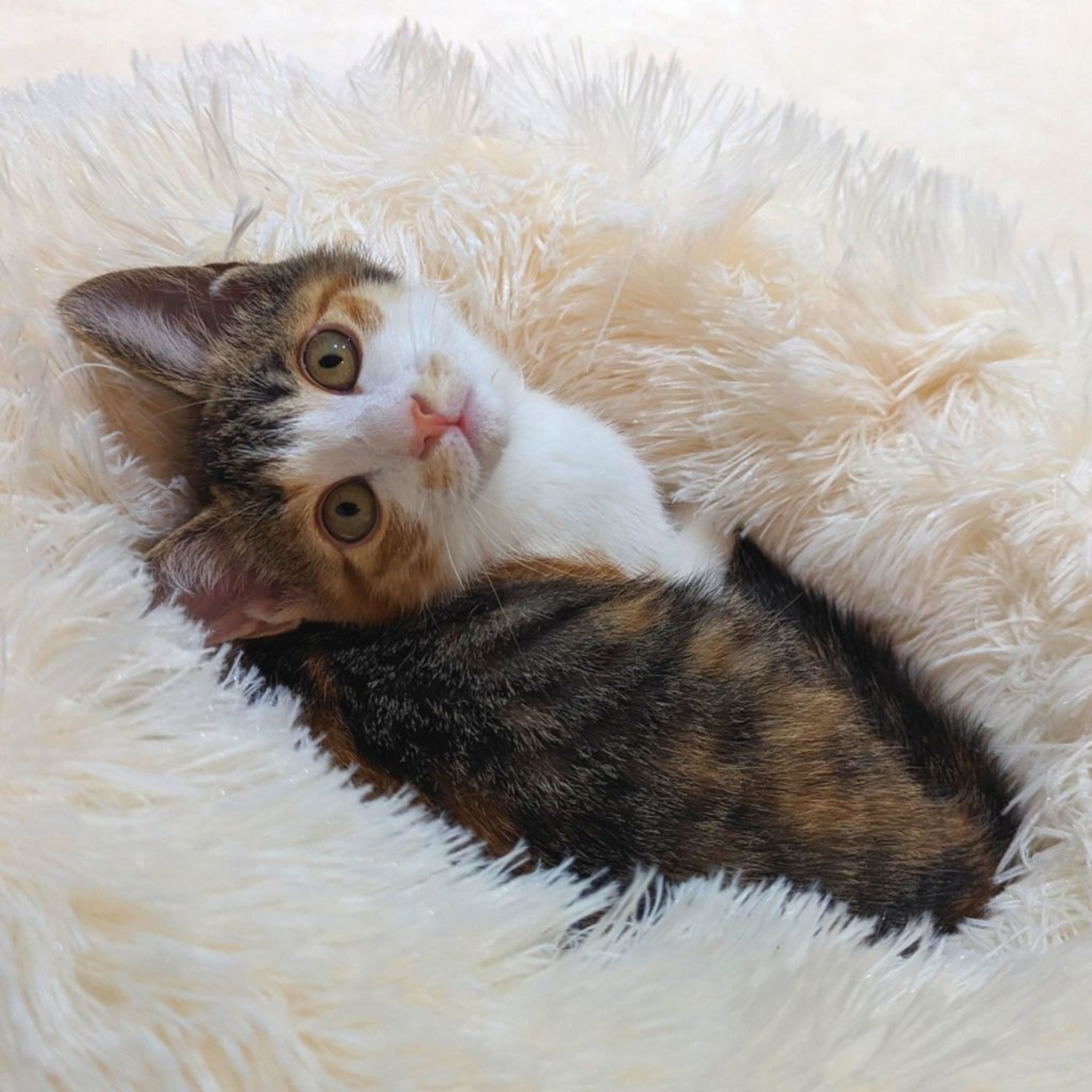 pet-image-6