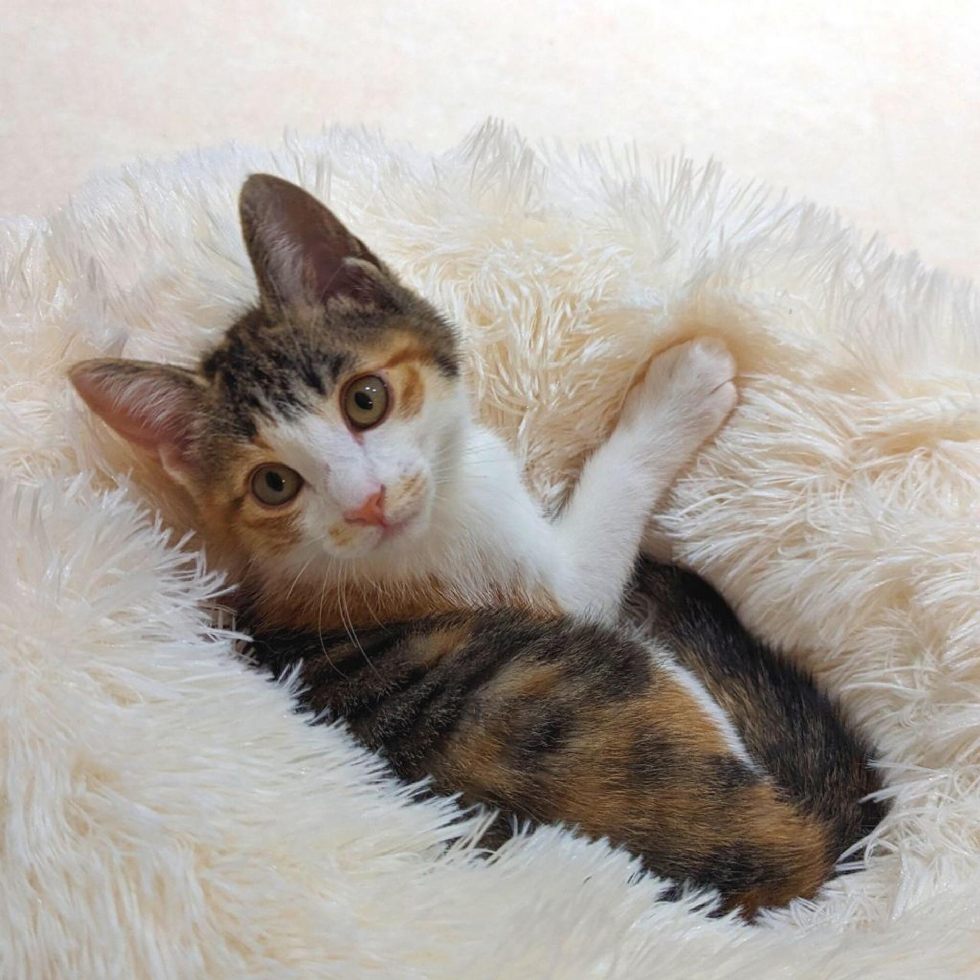 pet-image-7